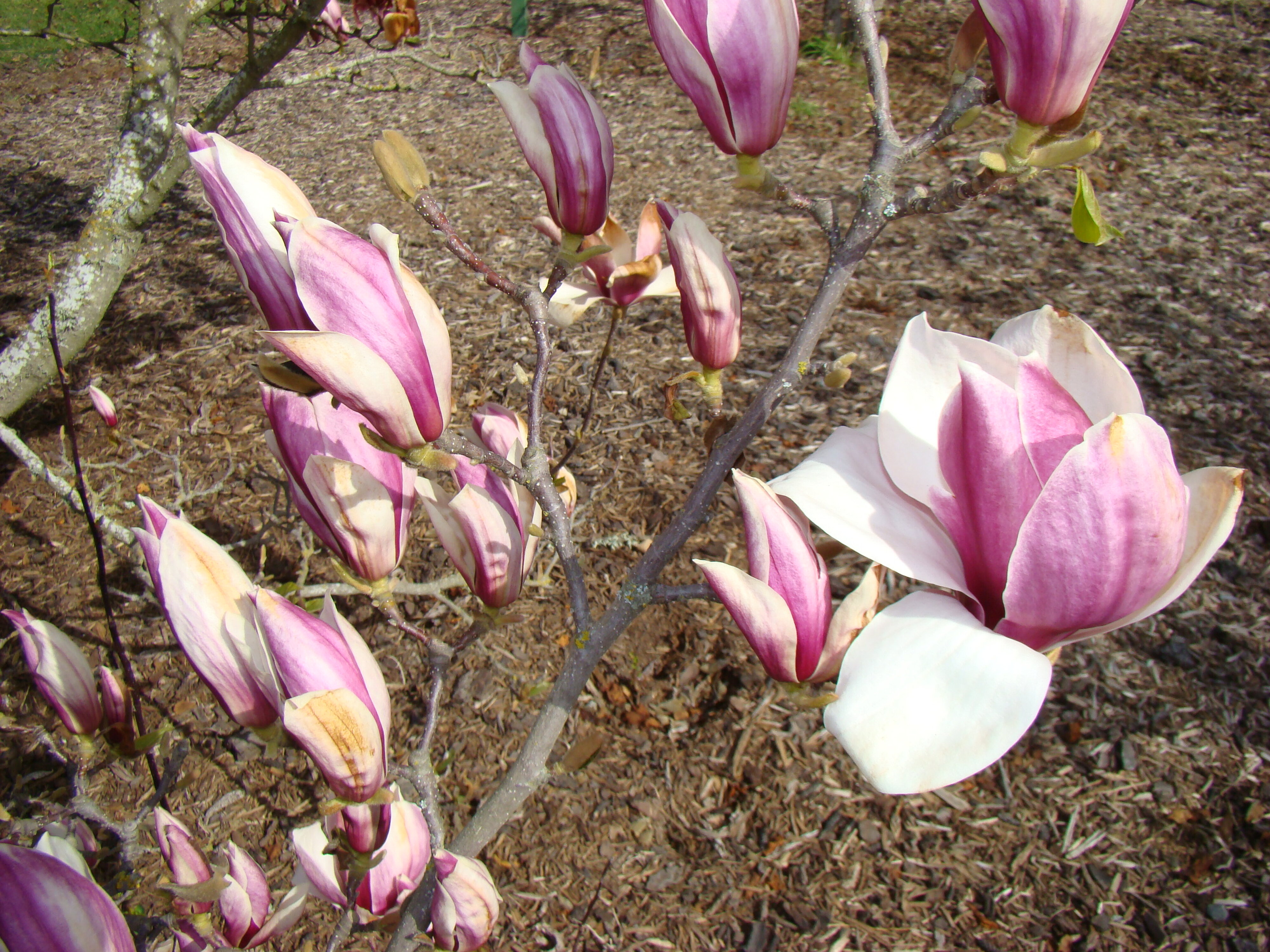 Magnolia x soulangeana Strybing White 1
