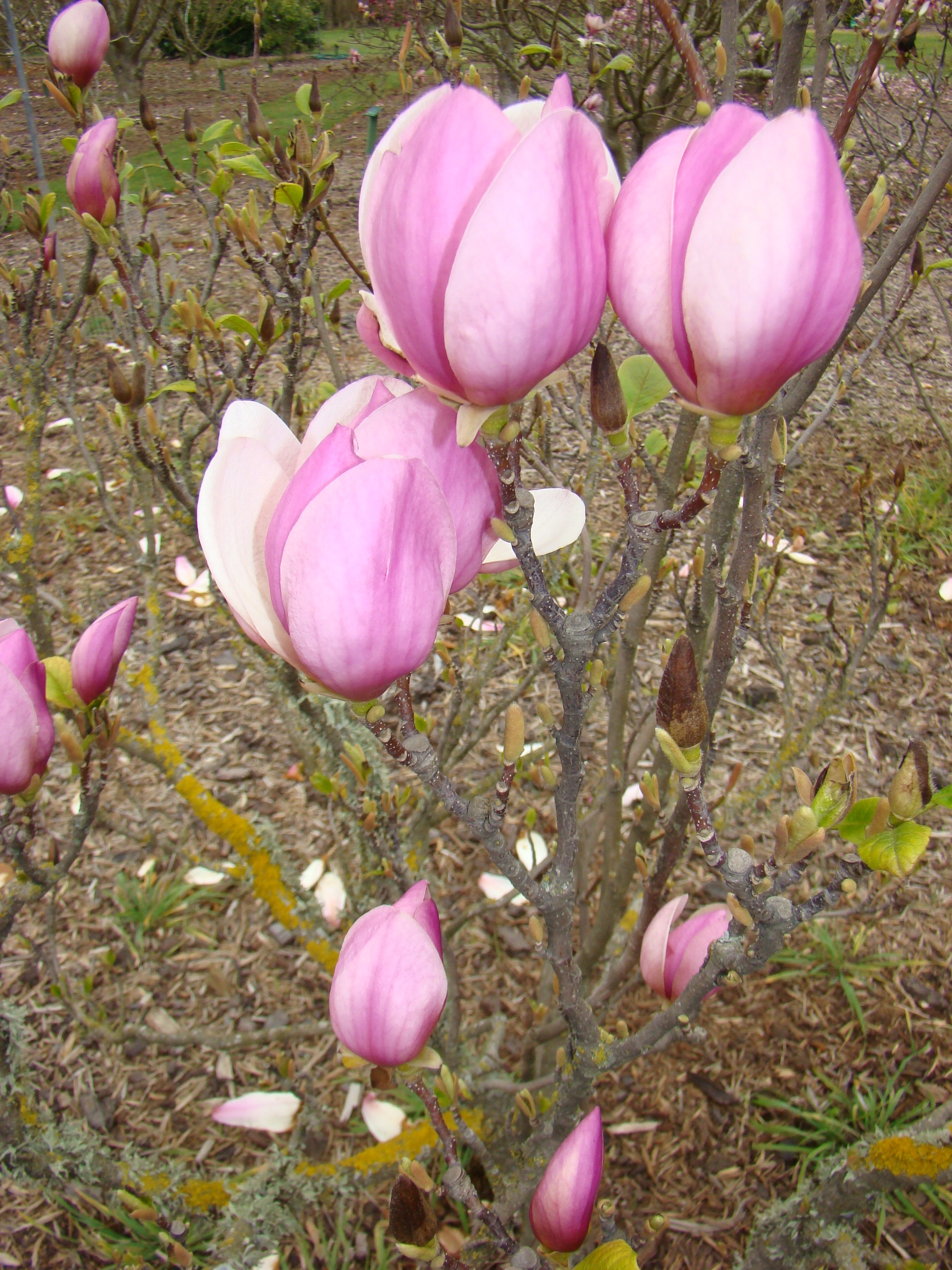 Magnolia x soulangeana Sweet Simplicity 1