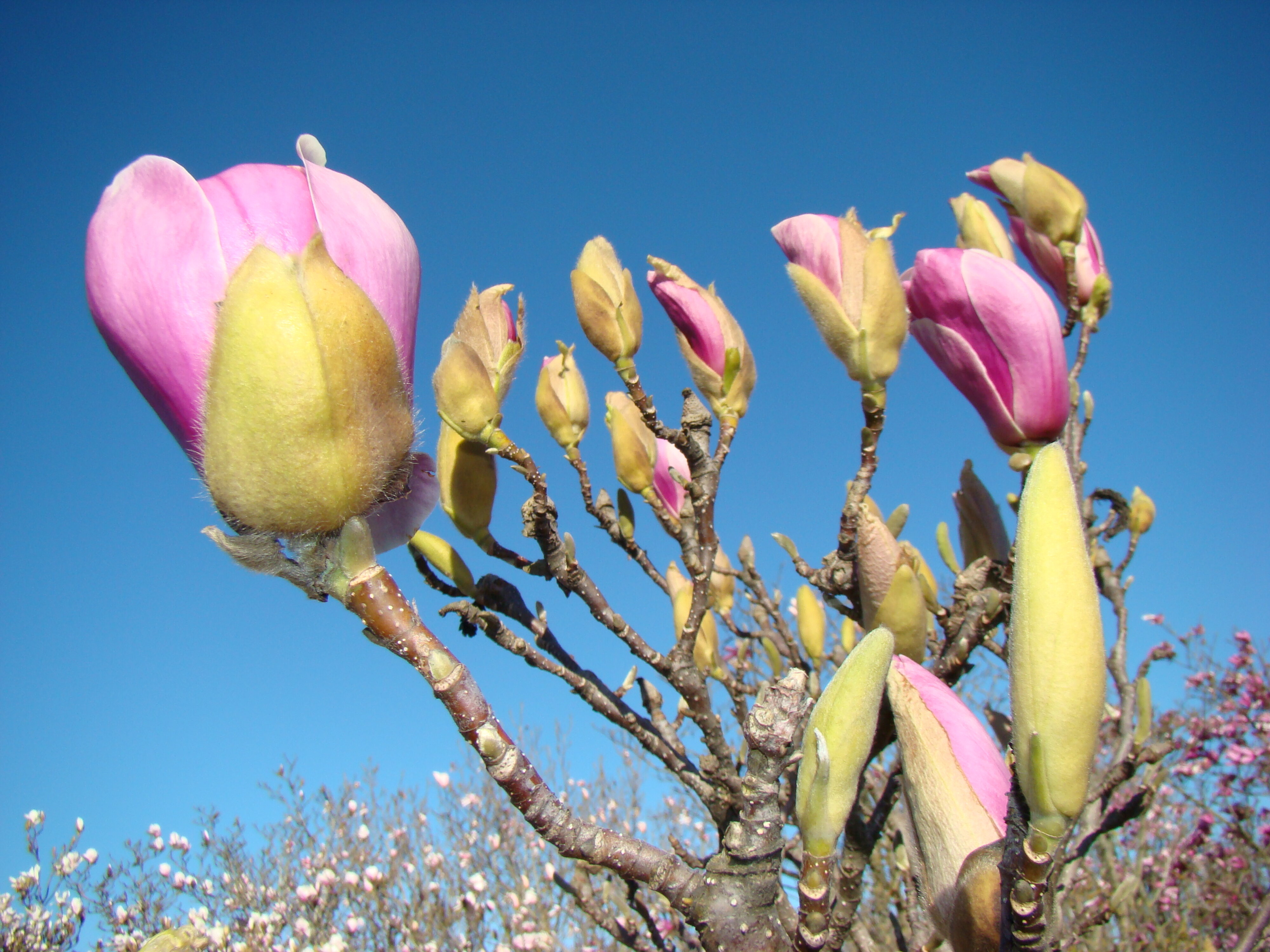 Magnolia x soulangeana Verbanica 2