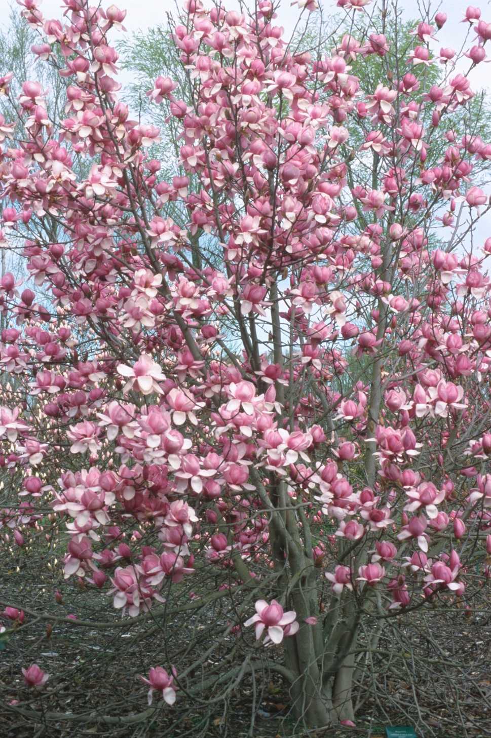 Magnolia x soulangeana Vivienne 1