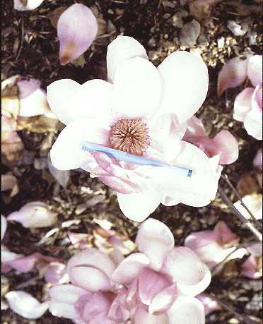 Magnolia x soulangeana Vivienne 2