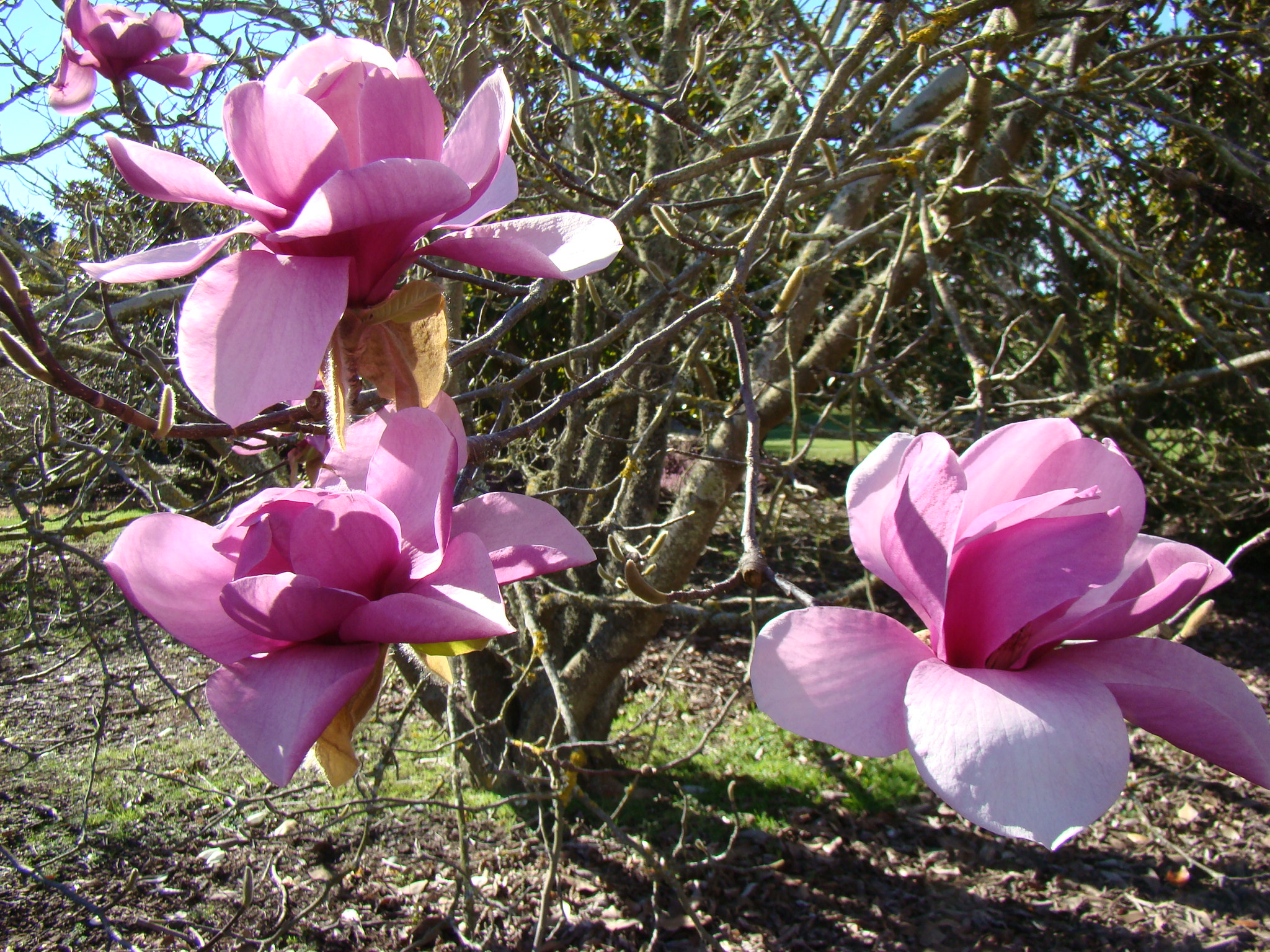 Magnolia x soulangeana Vivienne 3