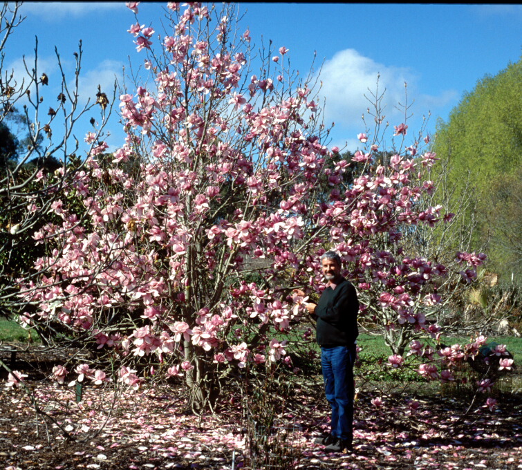 Magnolia x soulangeana Vivienne 4