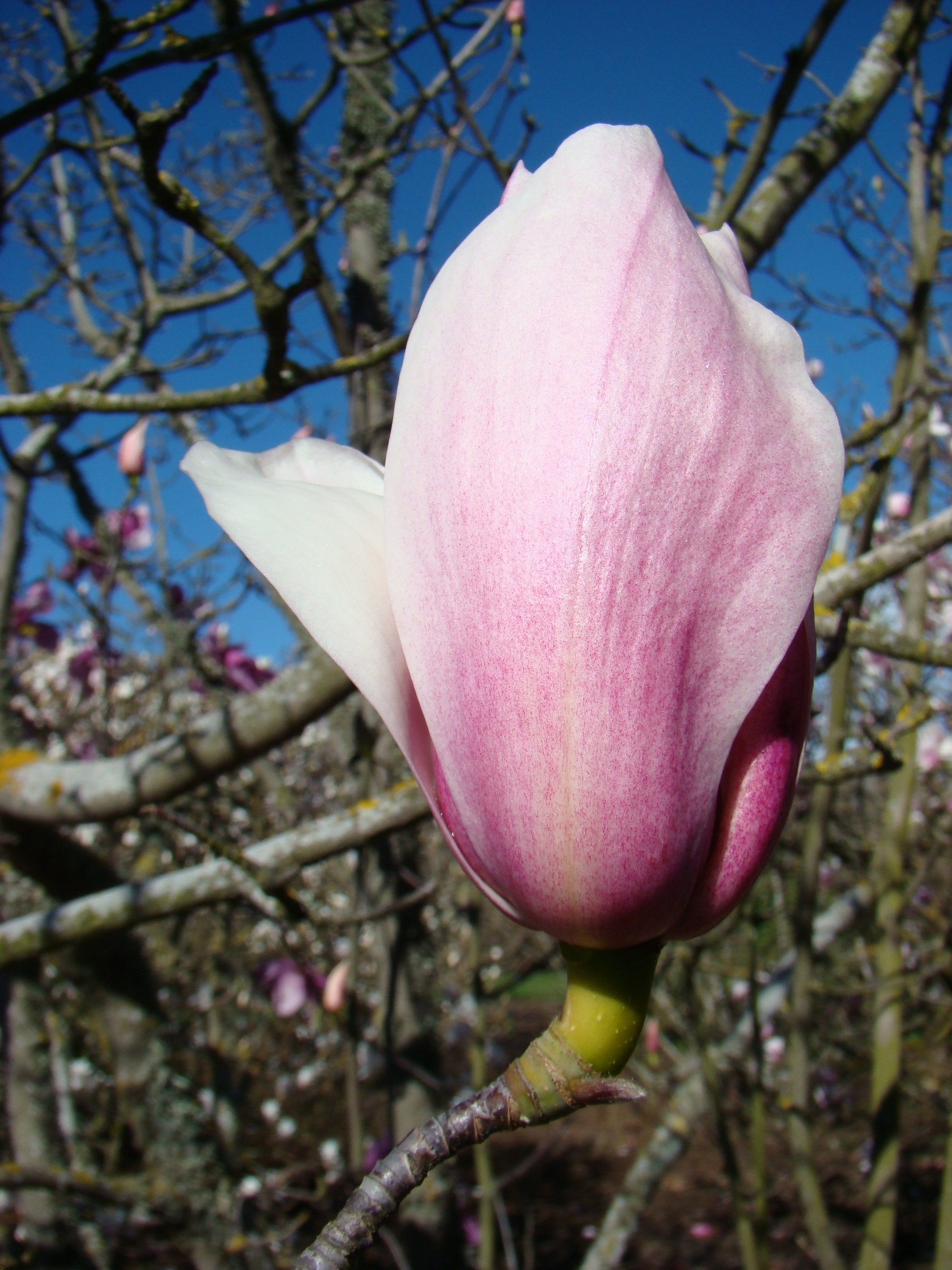 Magnolia x veitchii (true) 