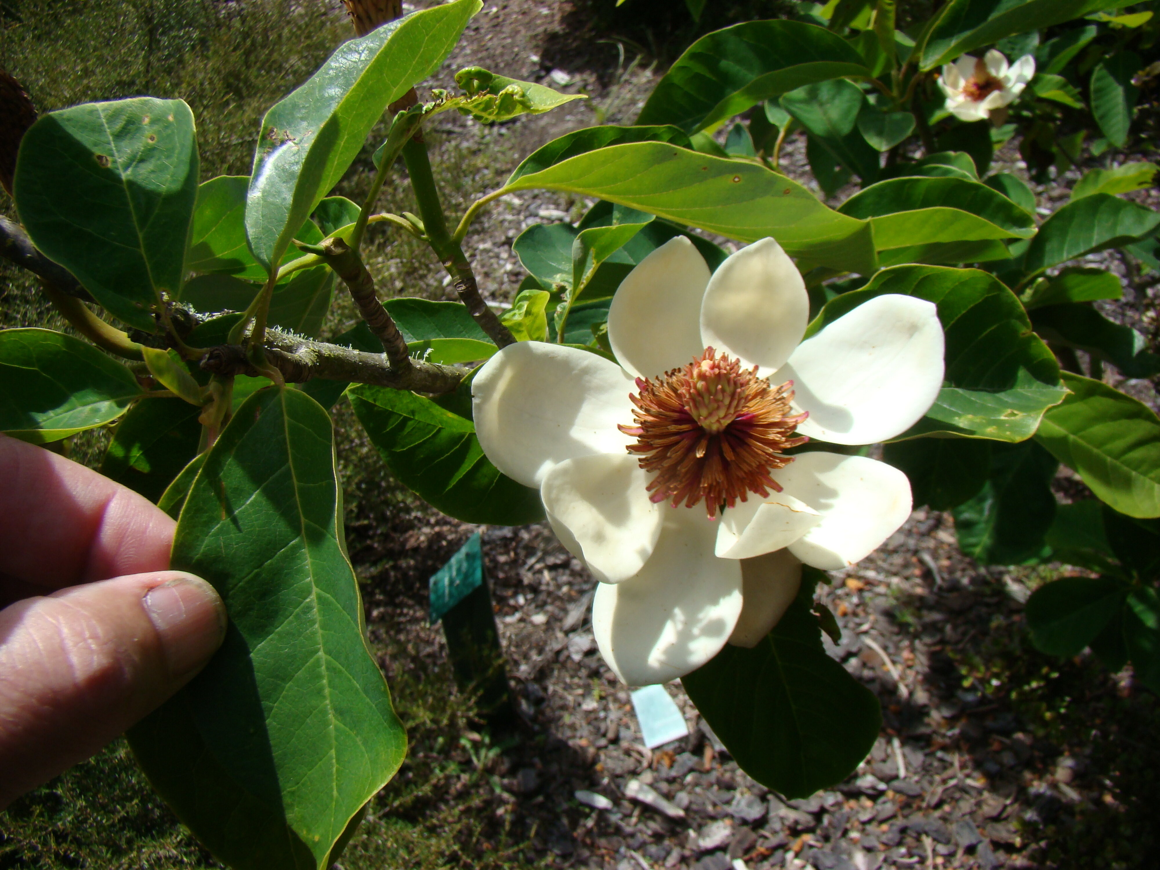 Magnolia x wieseneri 1