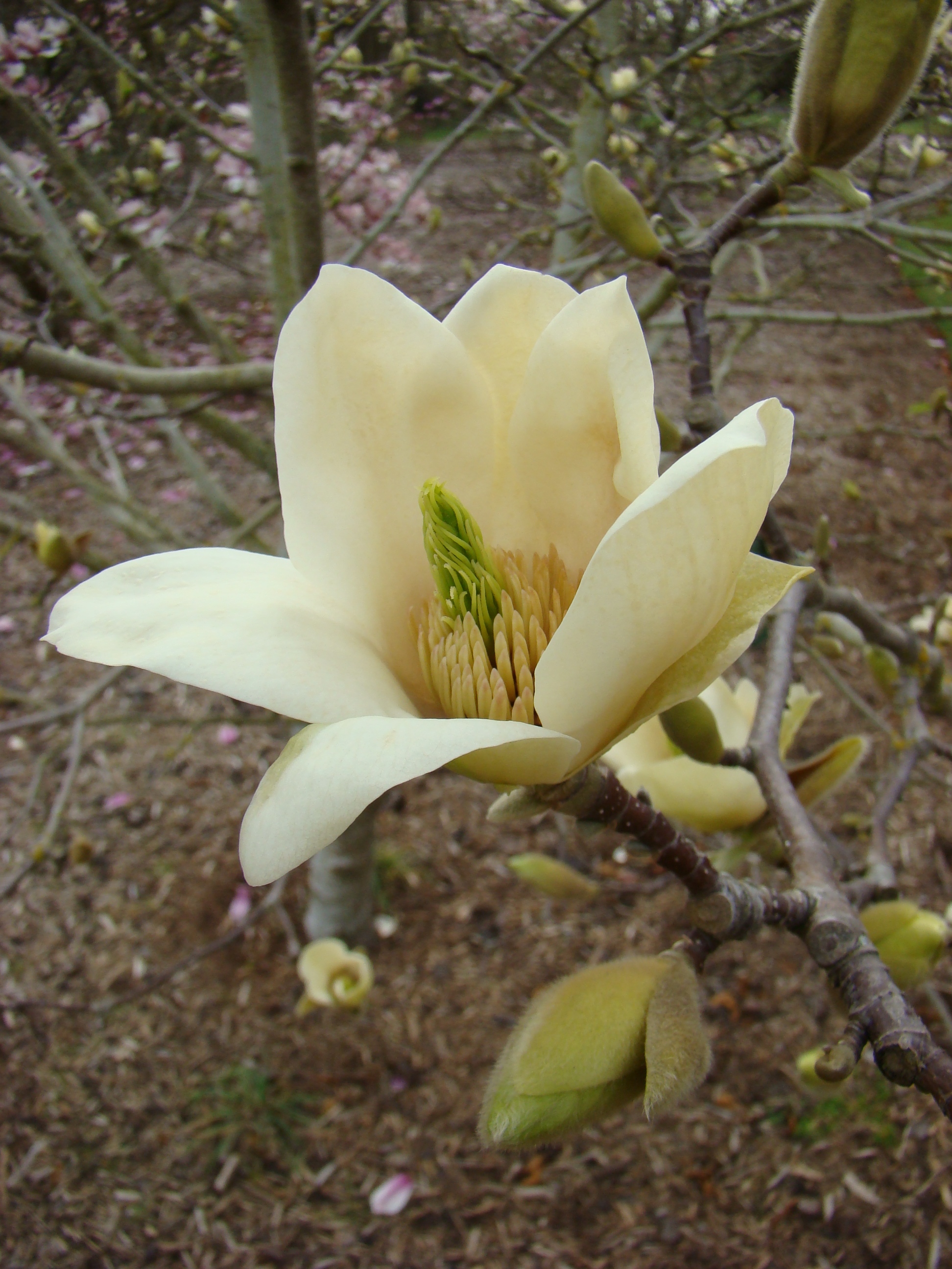 Magnolia Yellow Fever 2