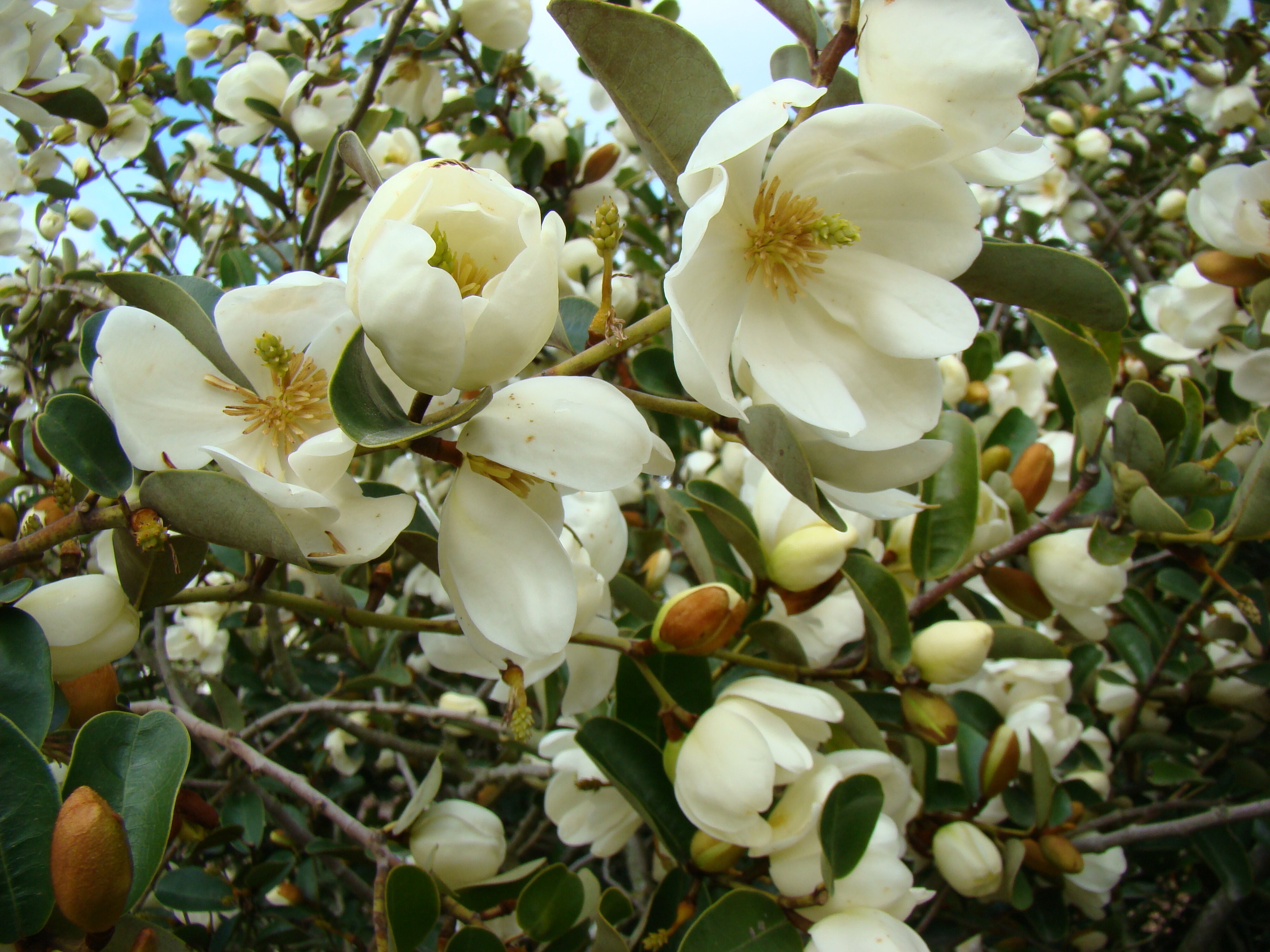Magnolia yunnanensis syn Michelia 1