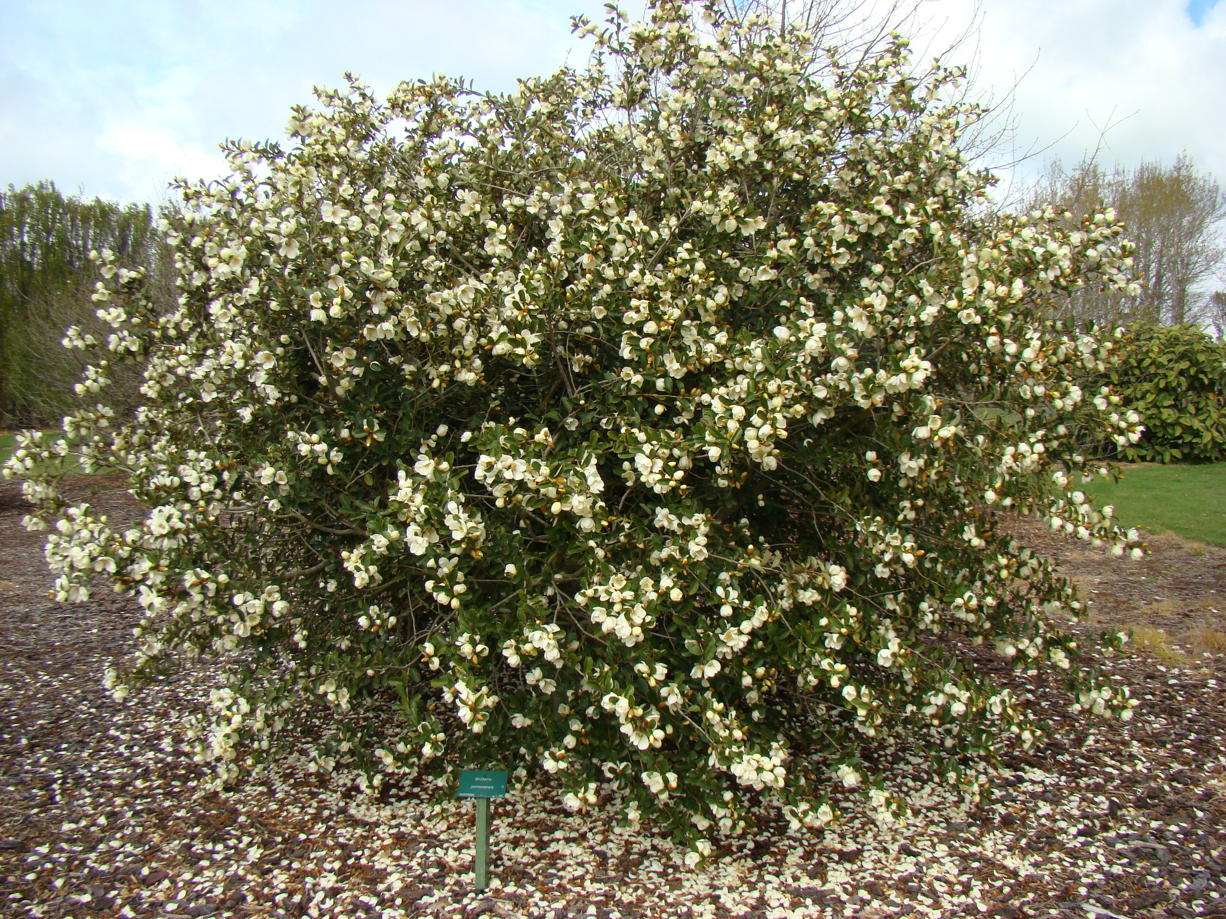 Magnolia yunnanensis syn Michelia 2