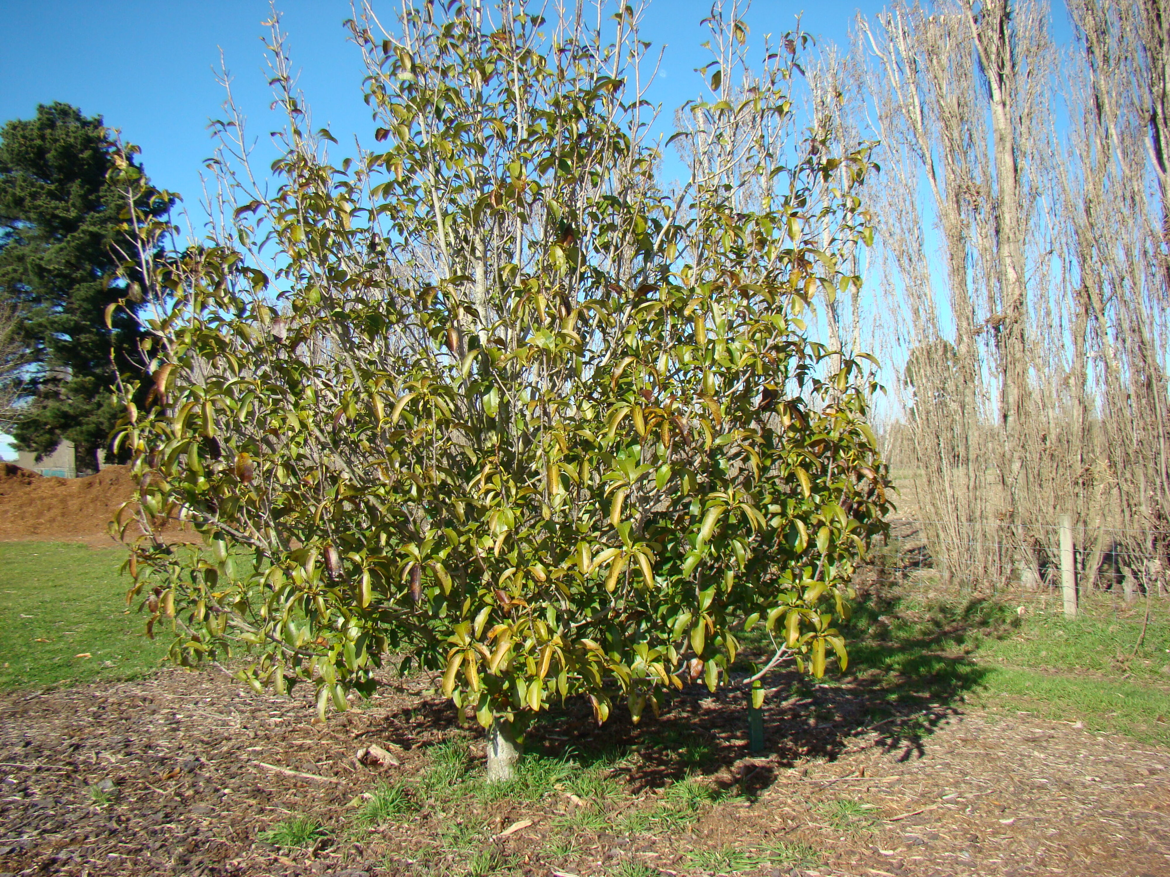 Manglietia 3