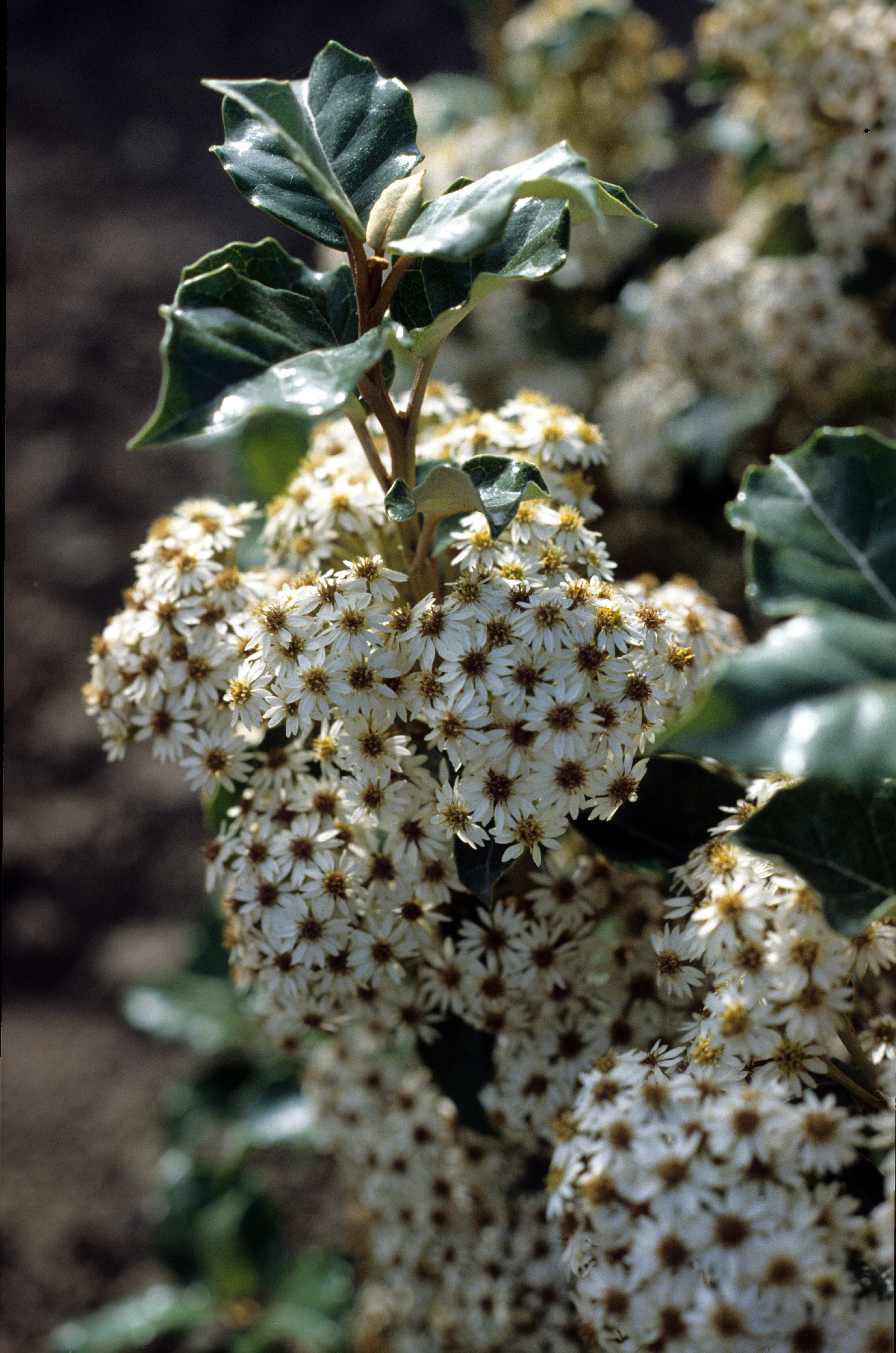 Olearia arborescens 2