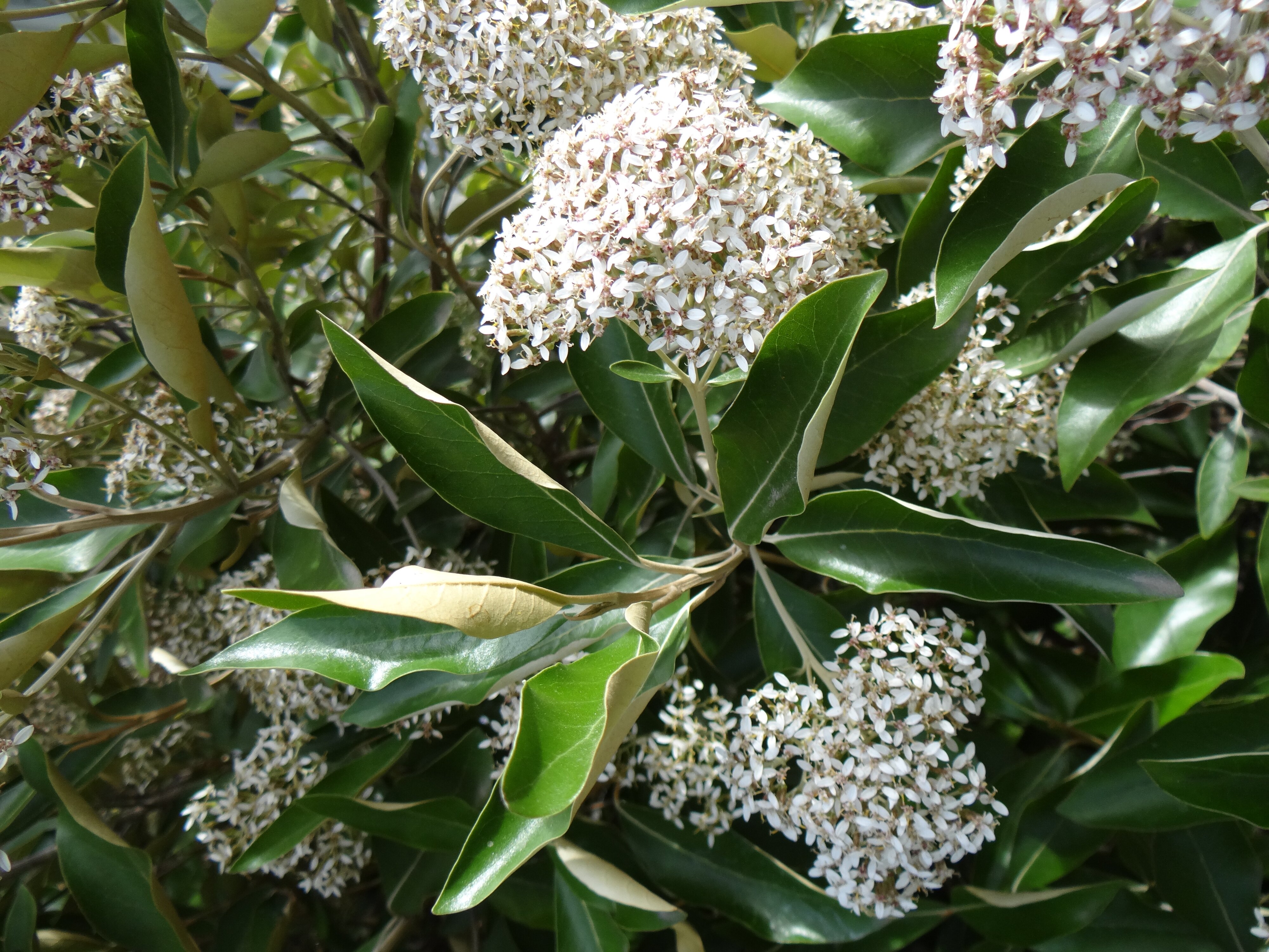 Olearia avicenniaefolia 2
