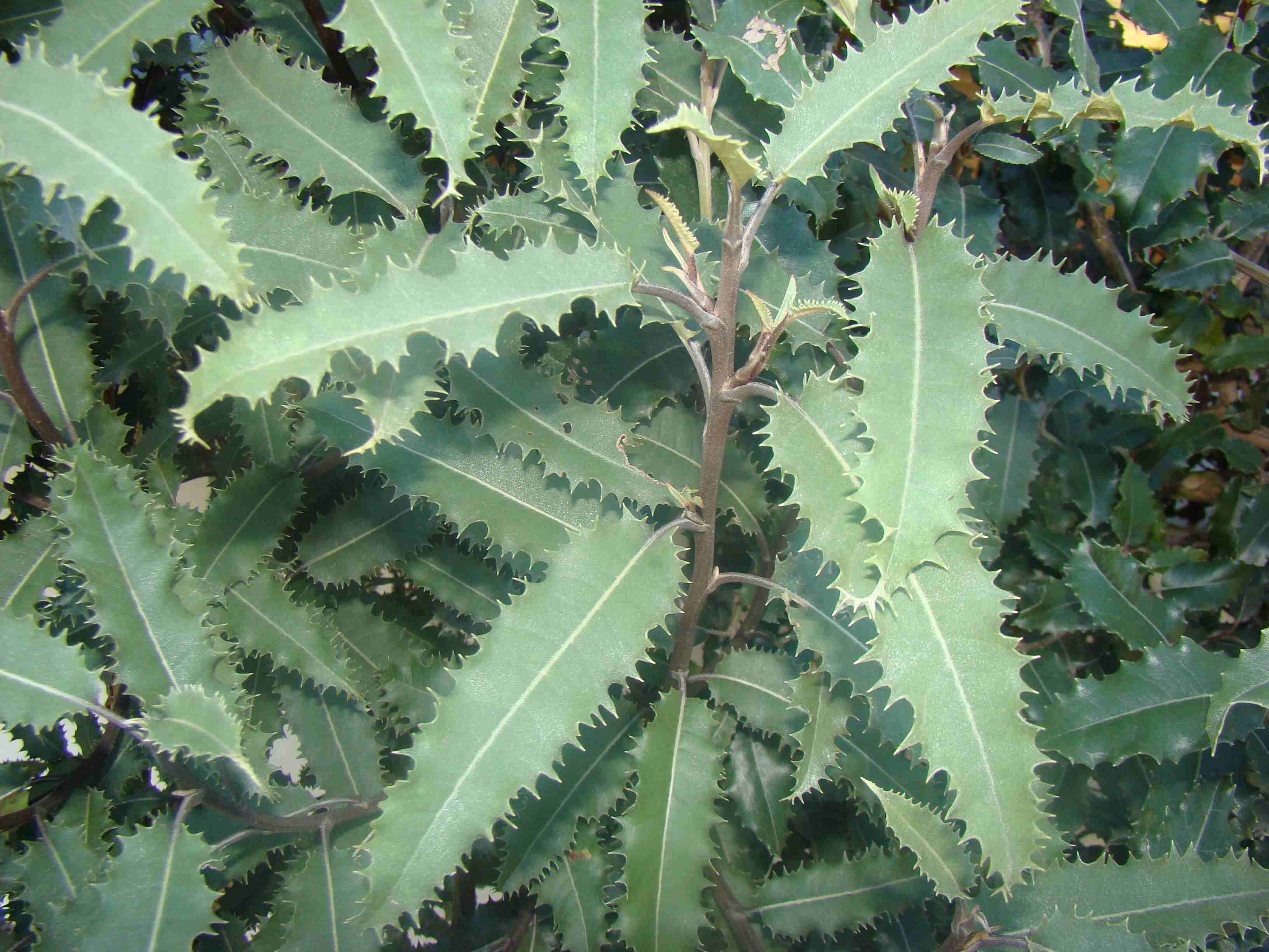 Olearia ilicifolia 2