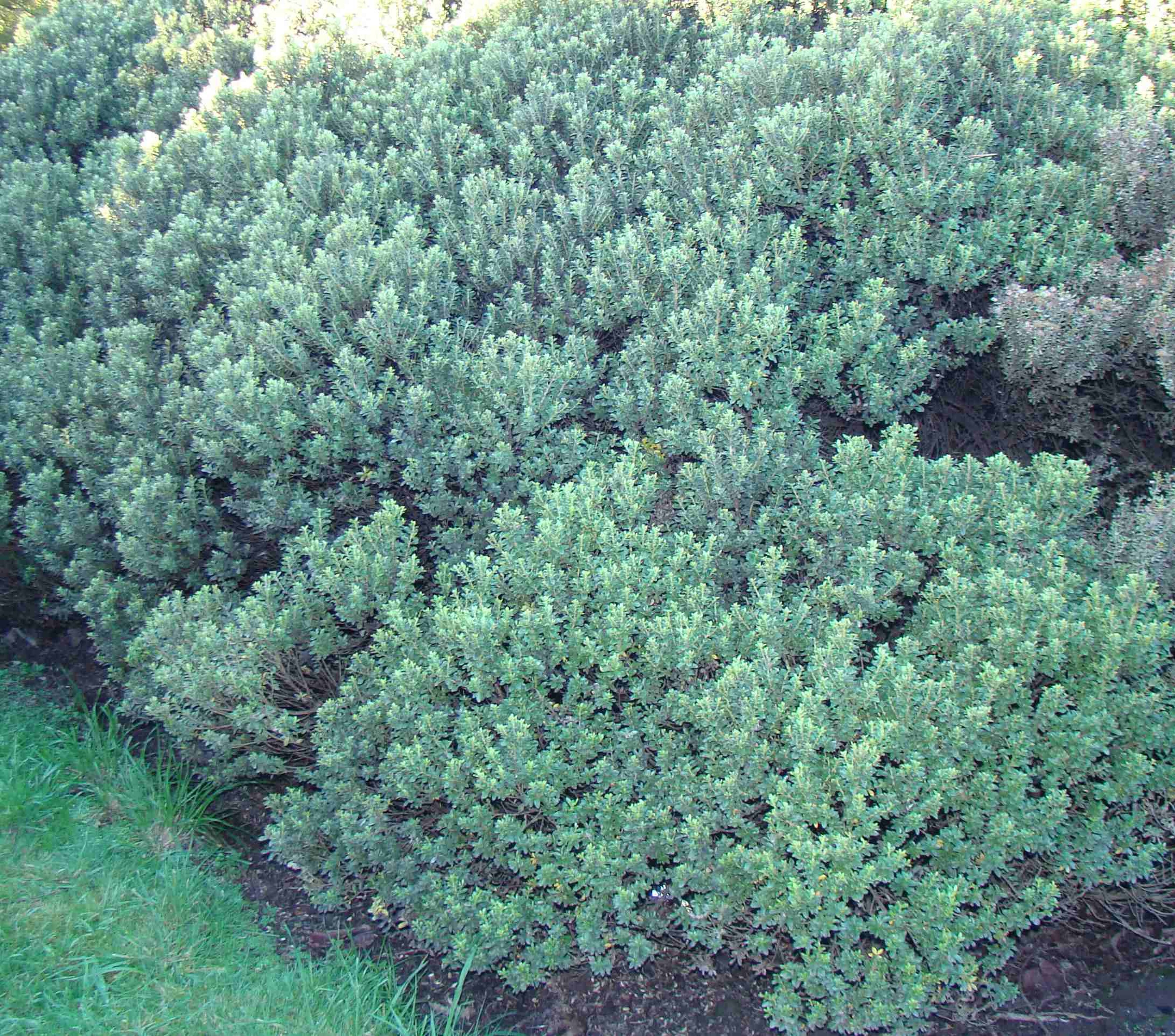 Olearia Lochiel 1