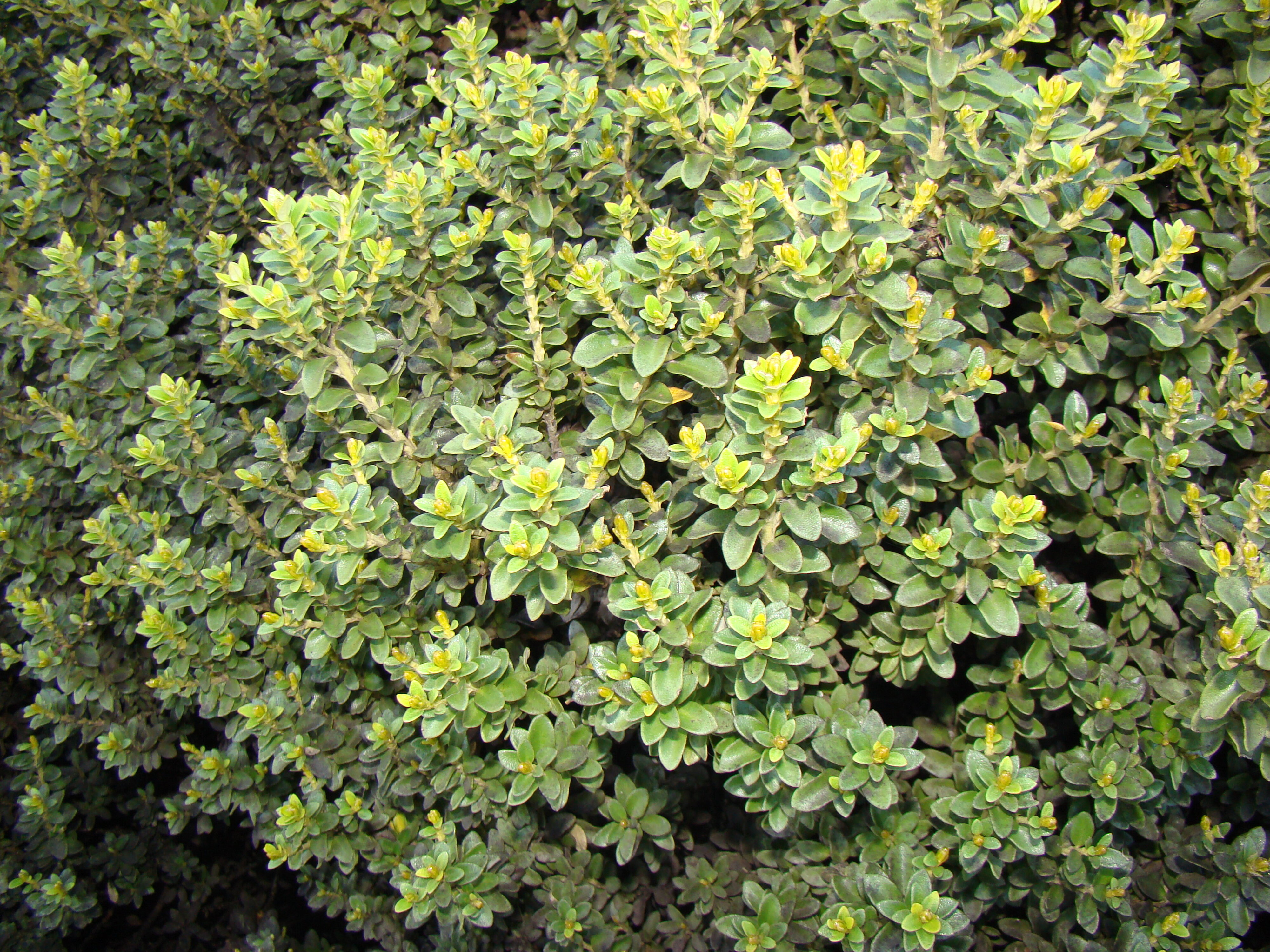 Olearia Lochiel 2