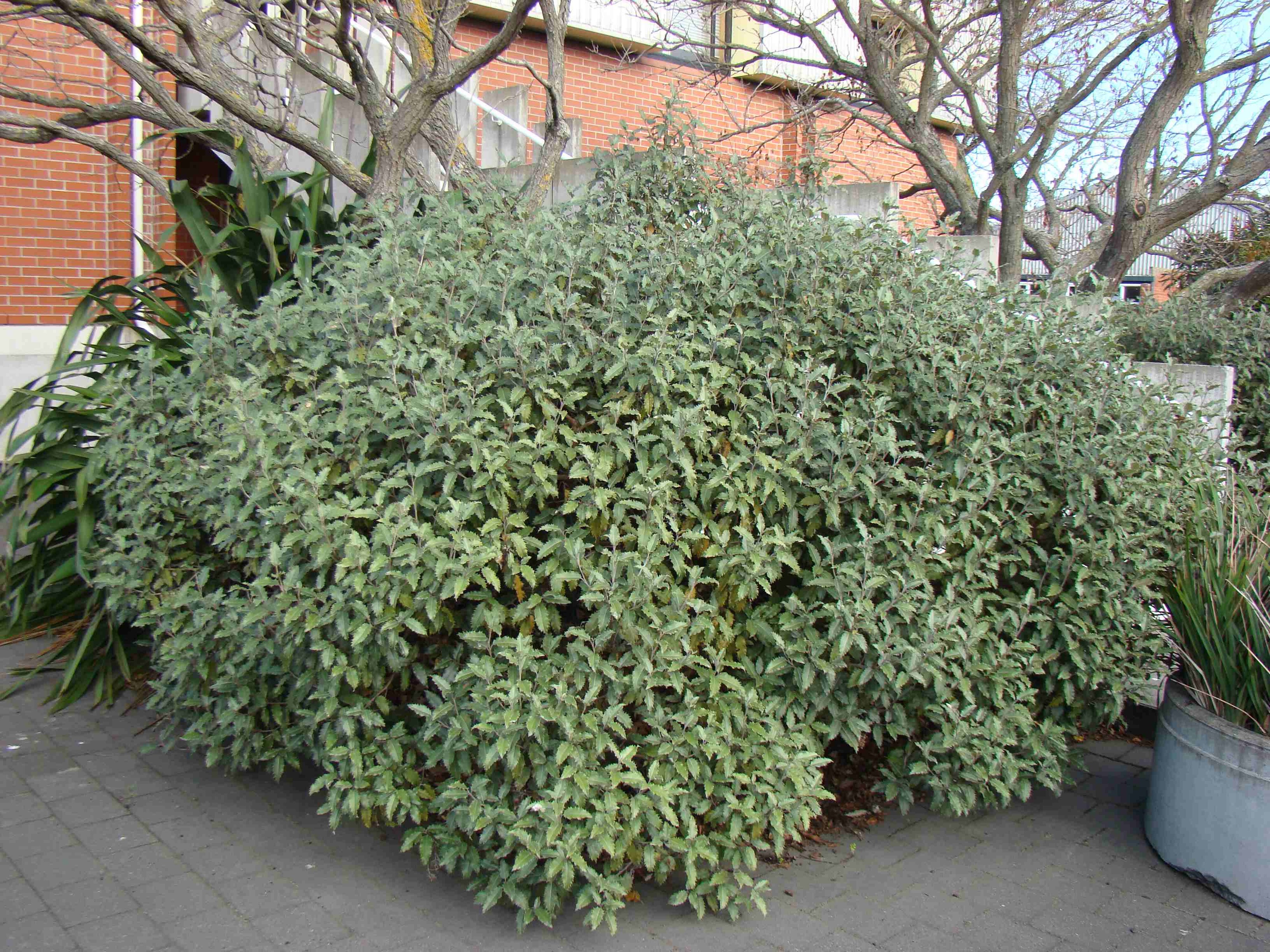 Olearia macrodonta 1