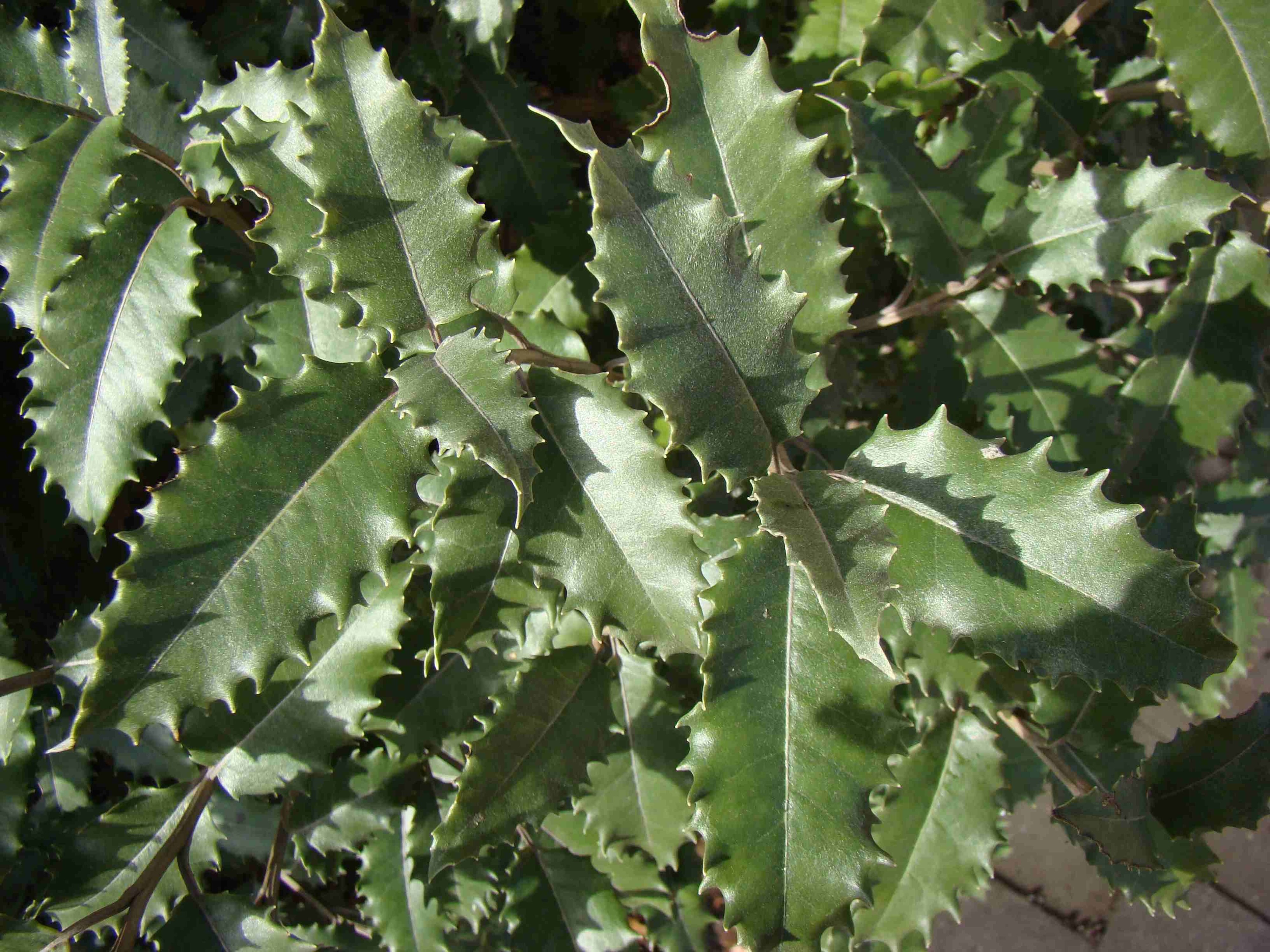 Olearia macrodonta 2