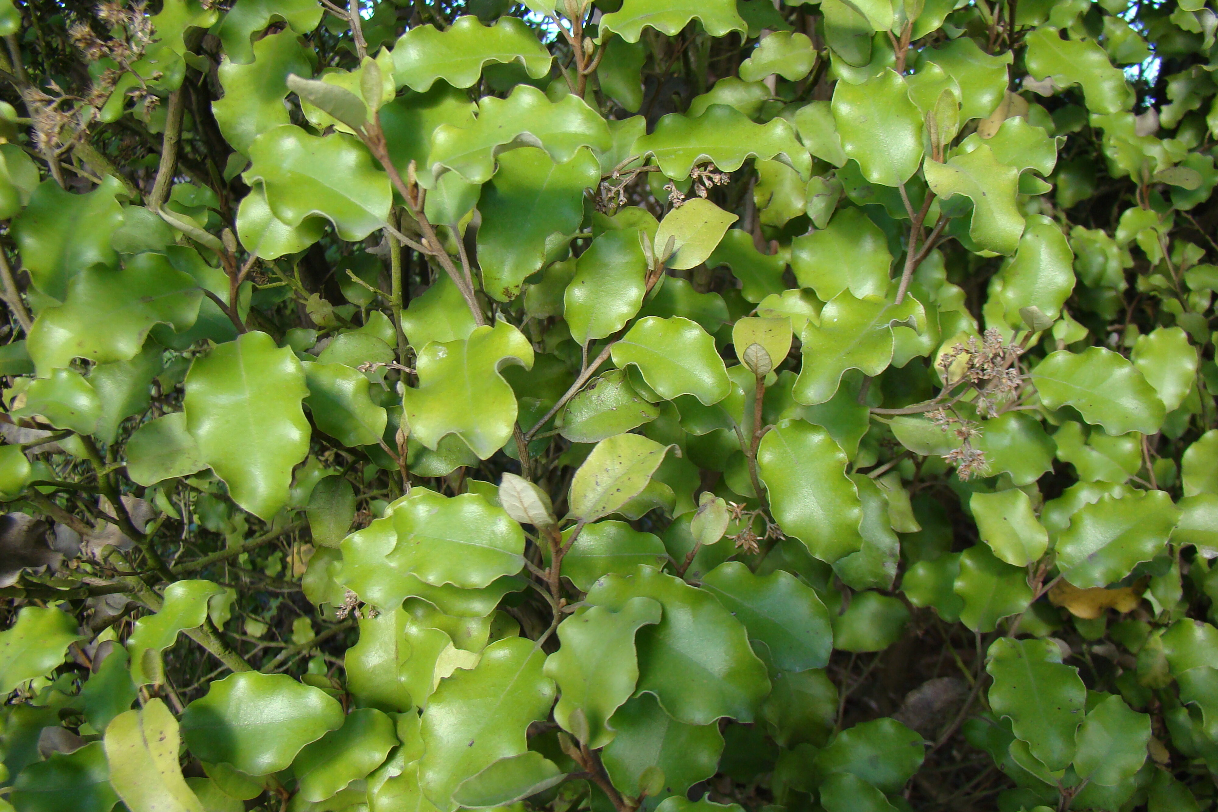 Olearia paniculata 1