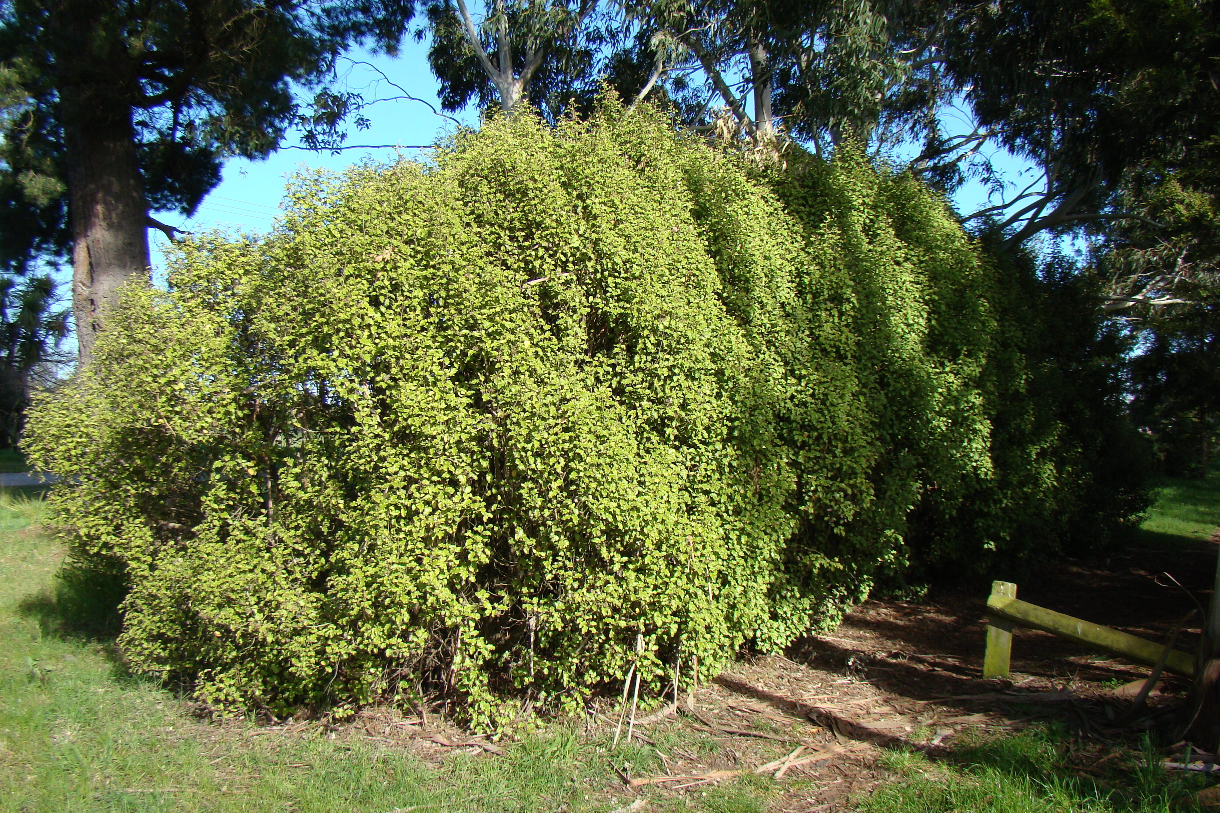 Olearia paniculata 2