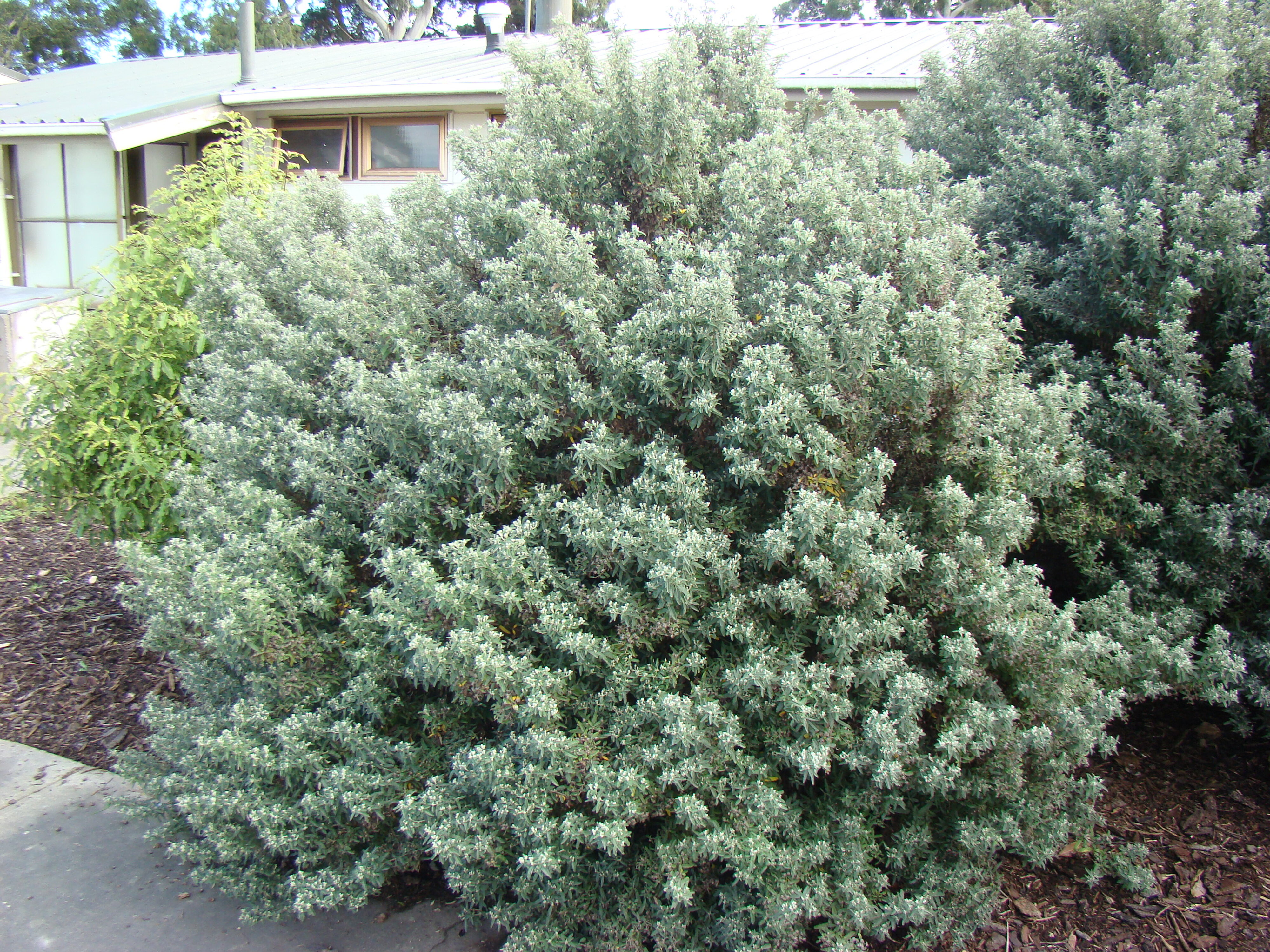 Olearia phlogopappa 1
