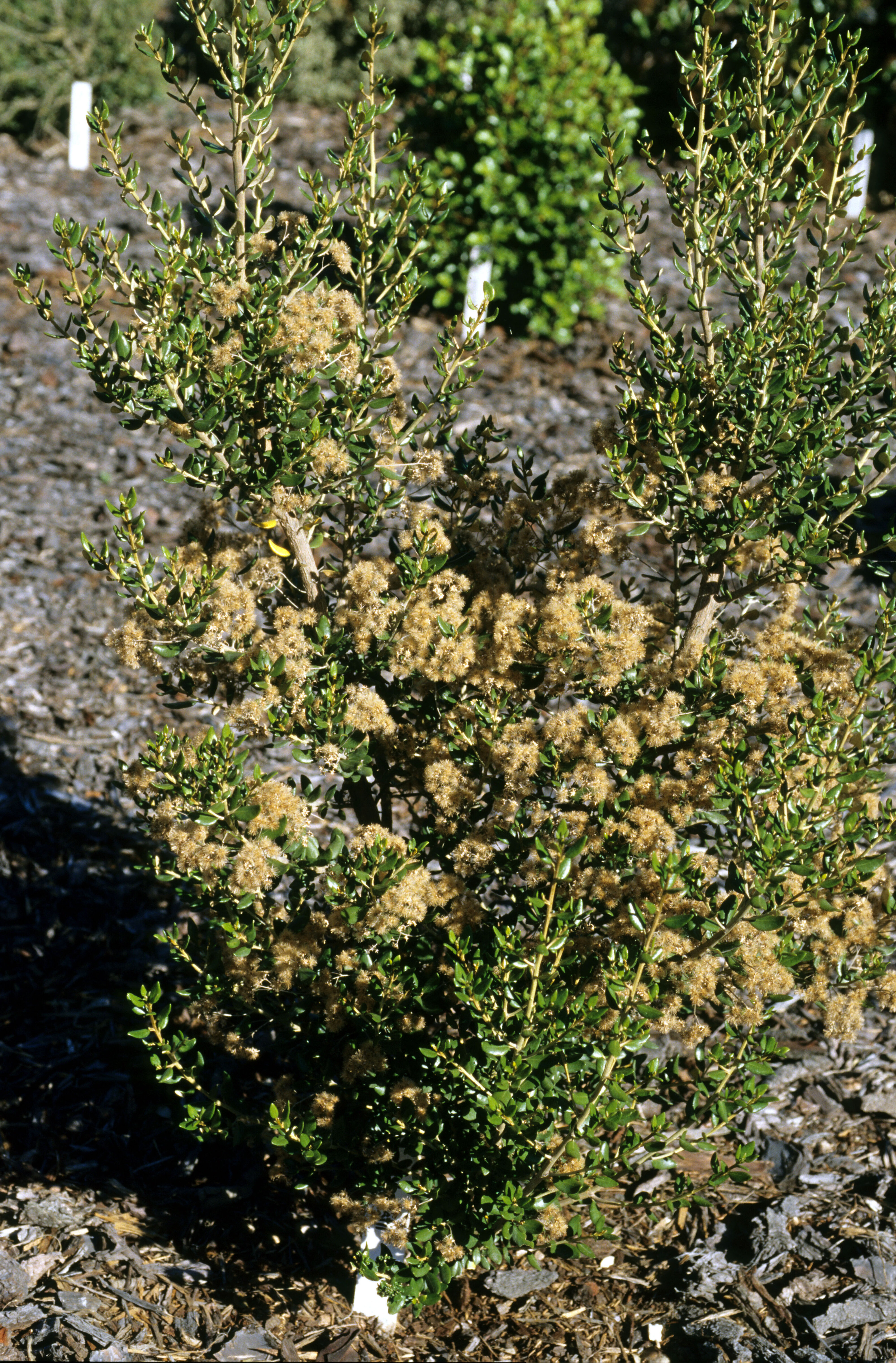 Olearia x haastii
