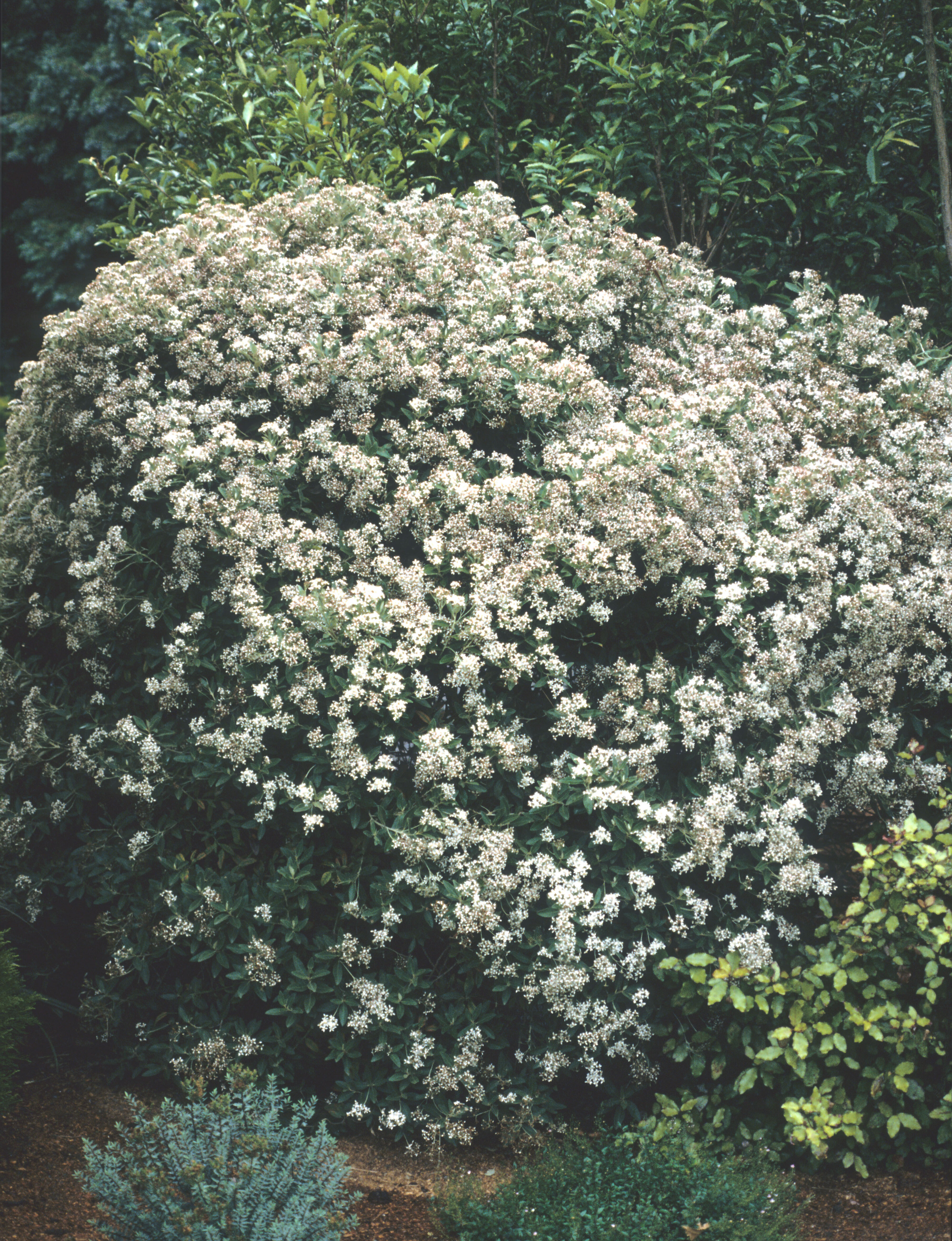 Olearia x oleifolia 1