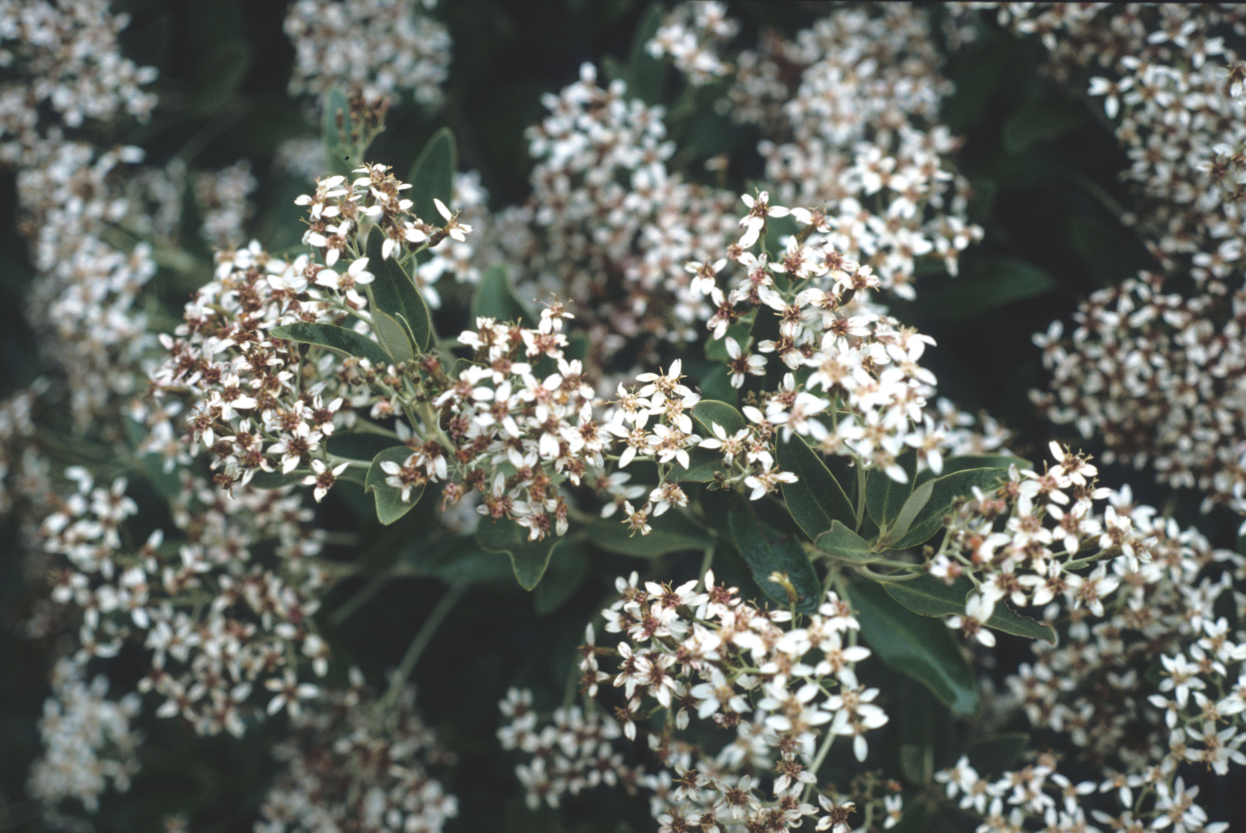 Olearia x oleifolia 2