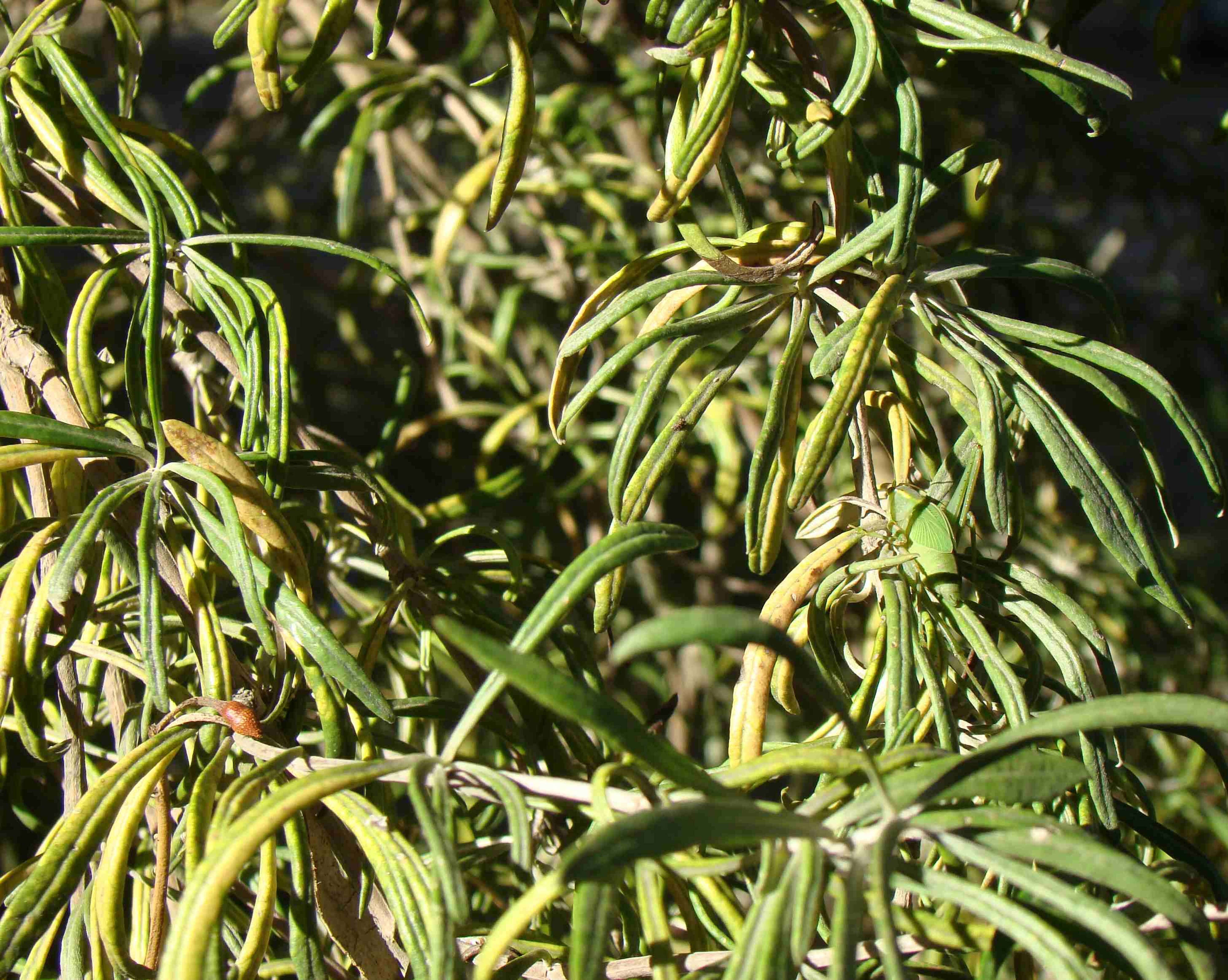 Olearis lineata Dartonii 1