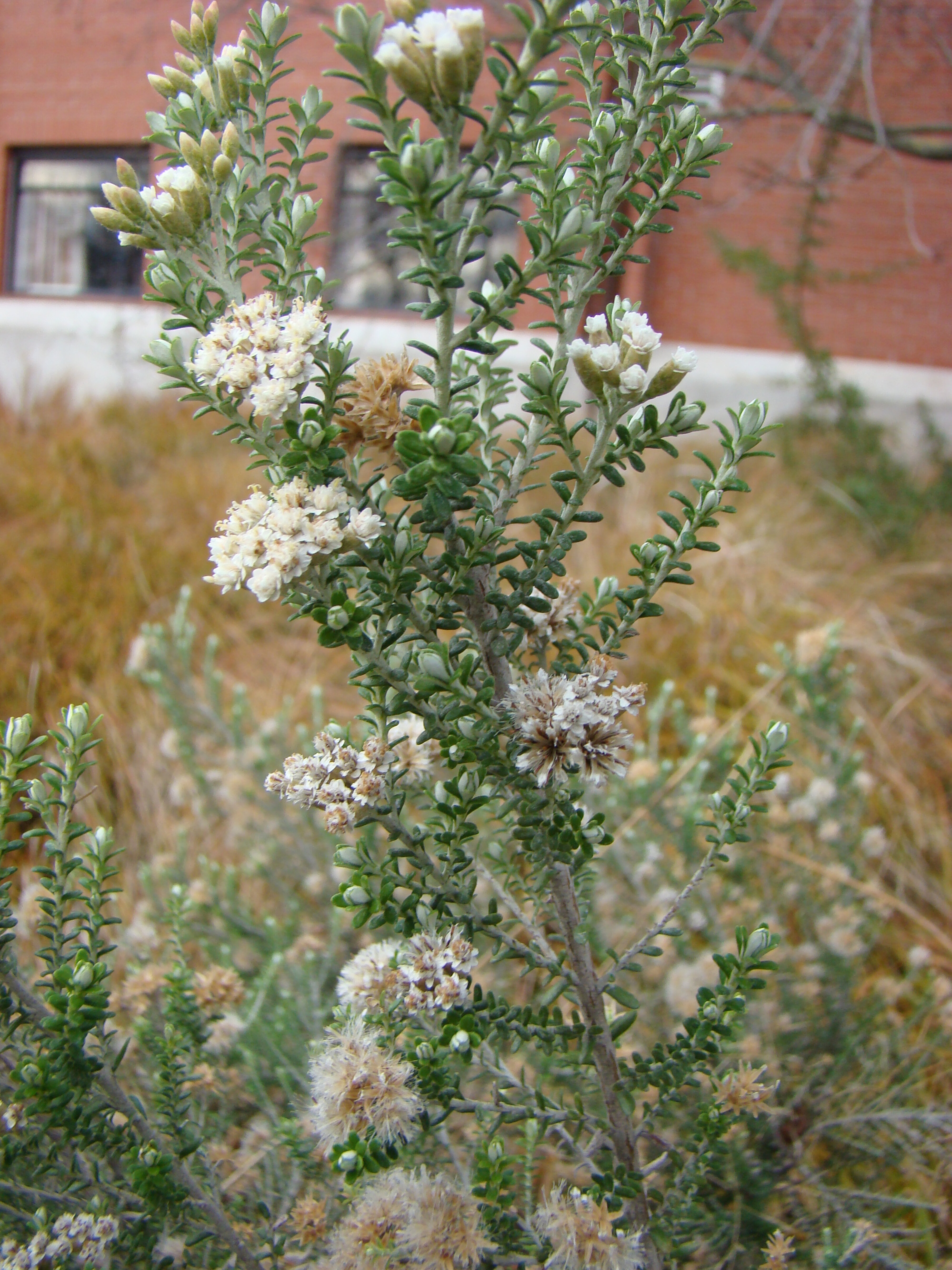 Ozothamnus  leptophyllus 4