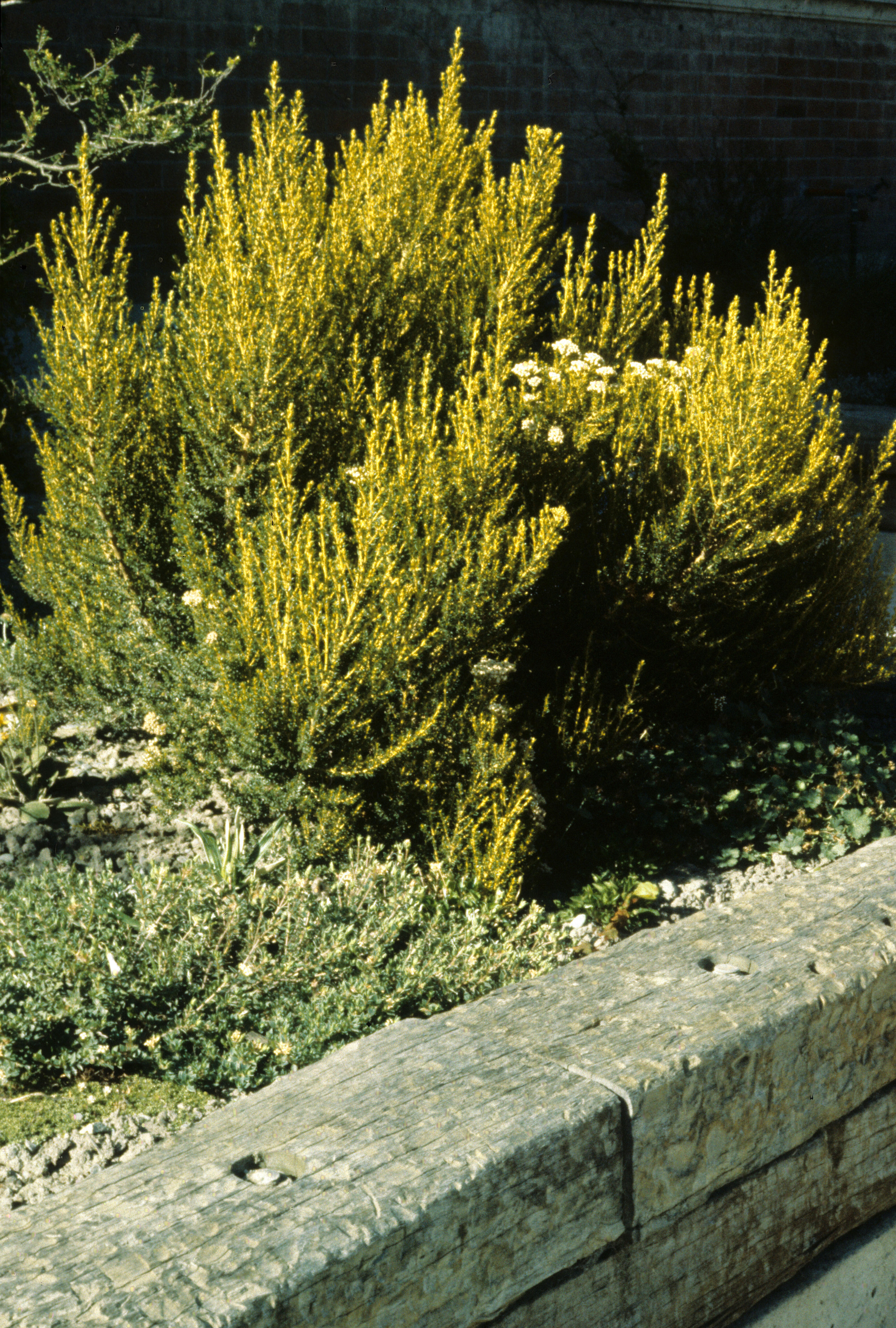 Ozothamnus leptophyllus 1