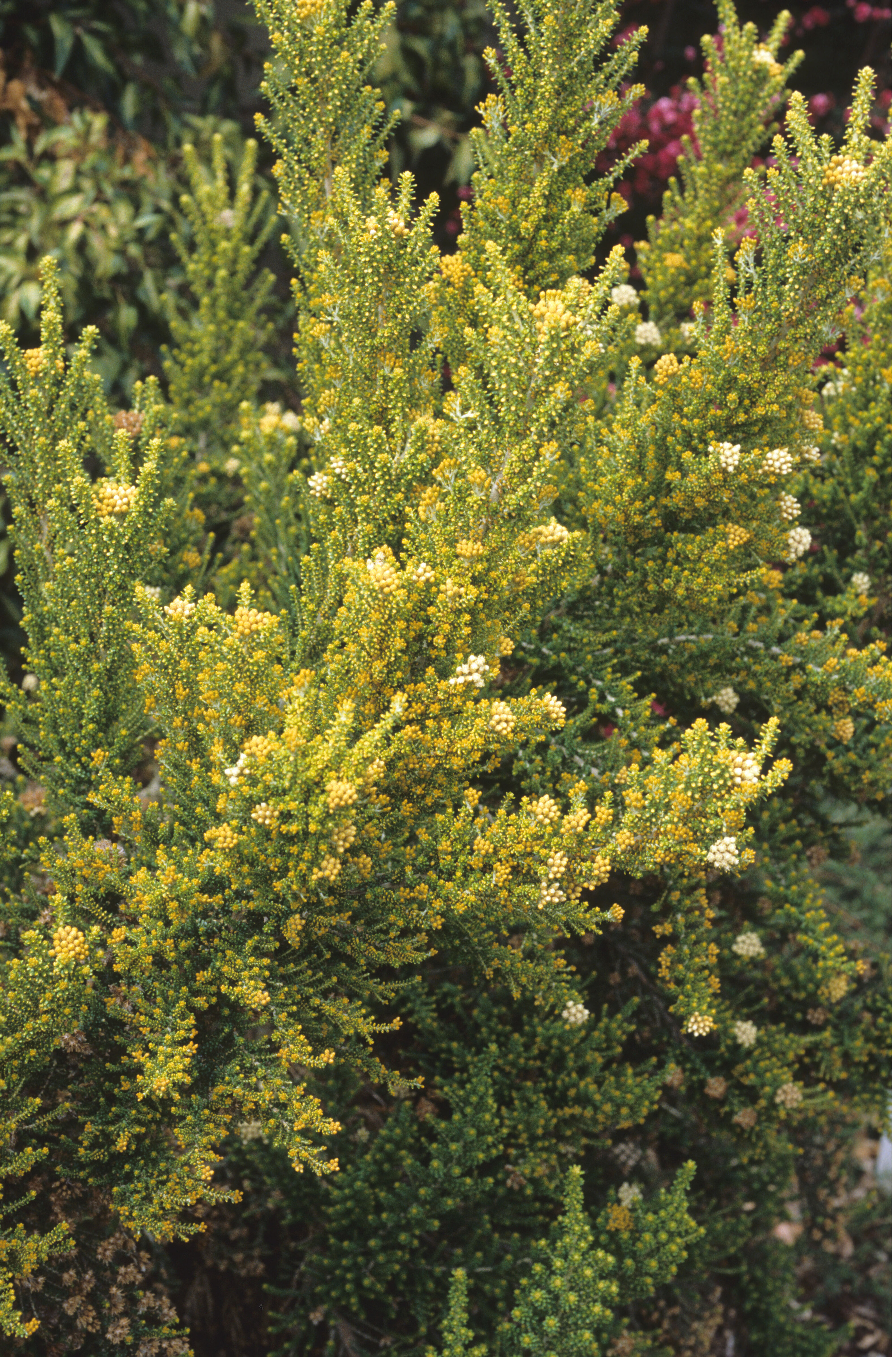 Ozothamnus leptophyllus 2