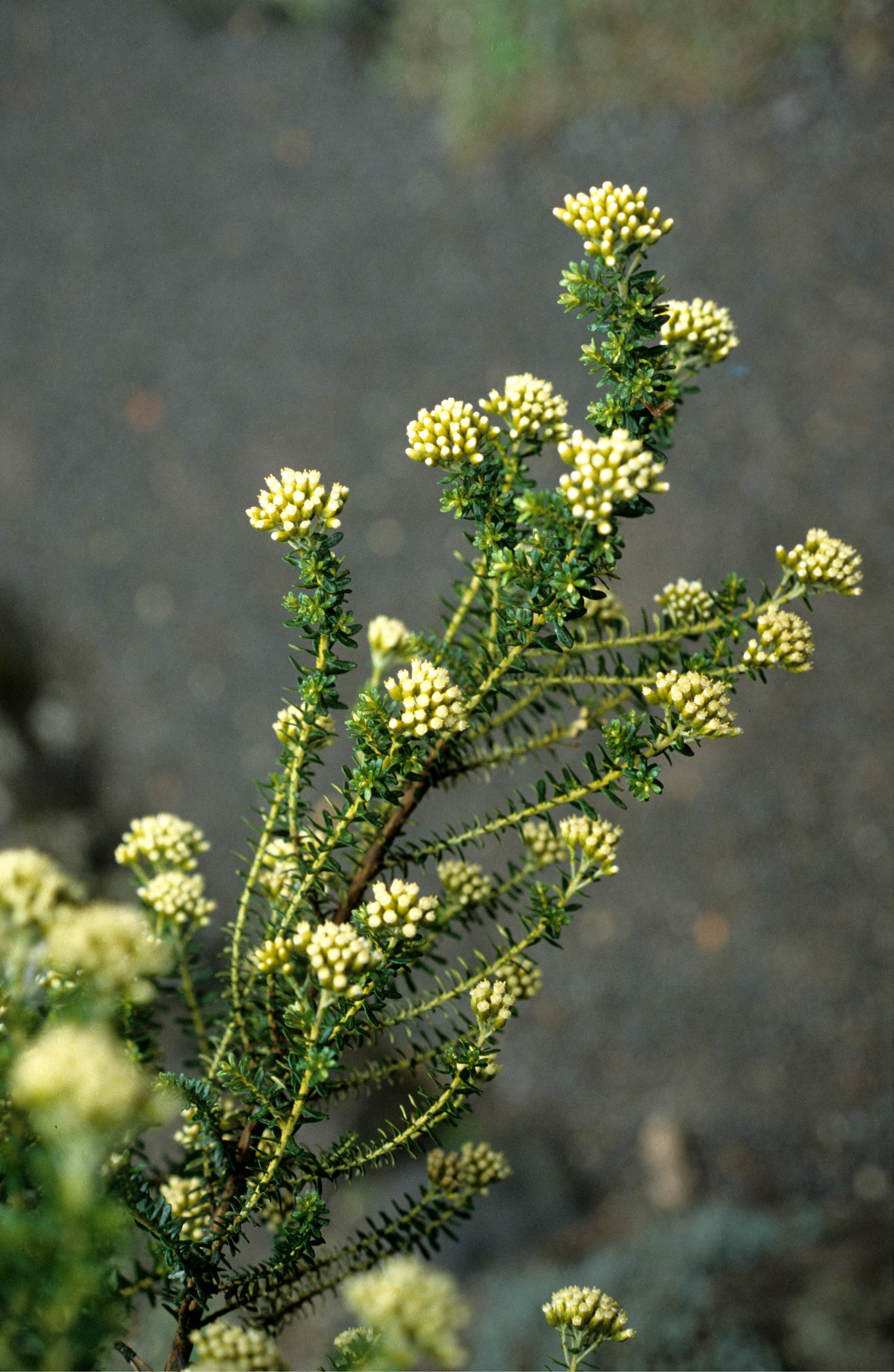 Ozothamnus leptophyllus 3