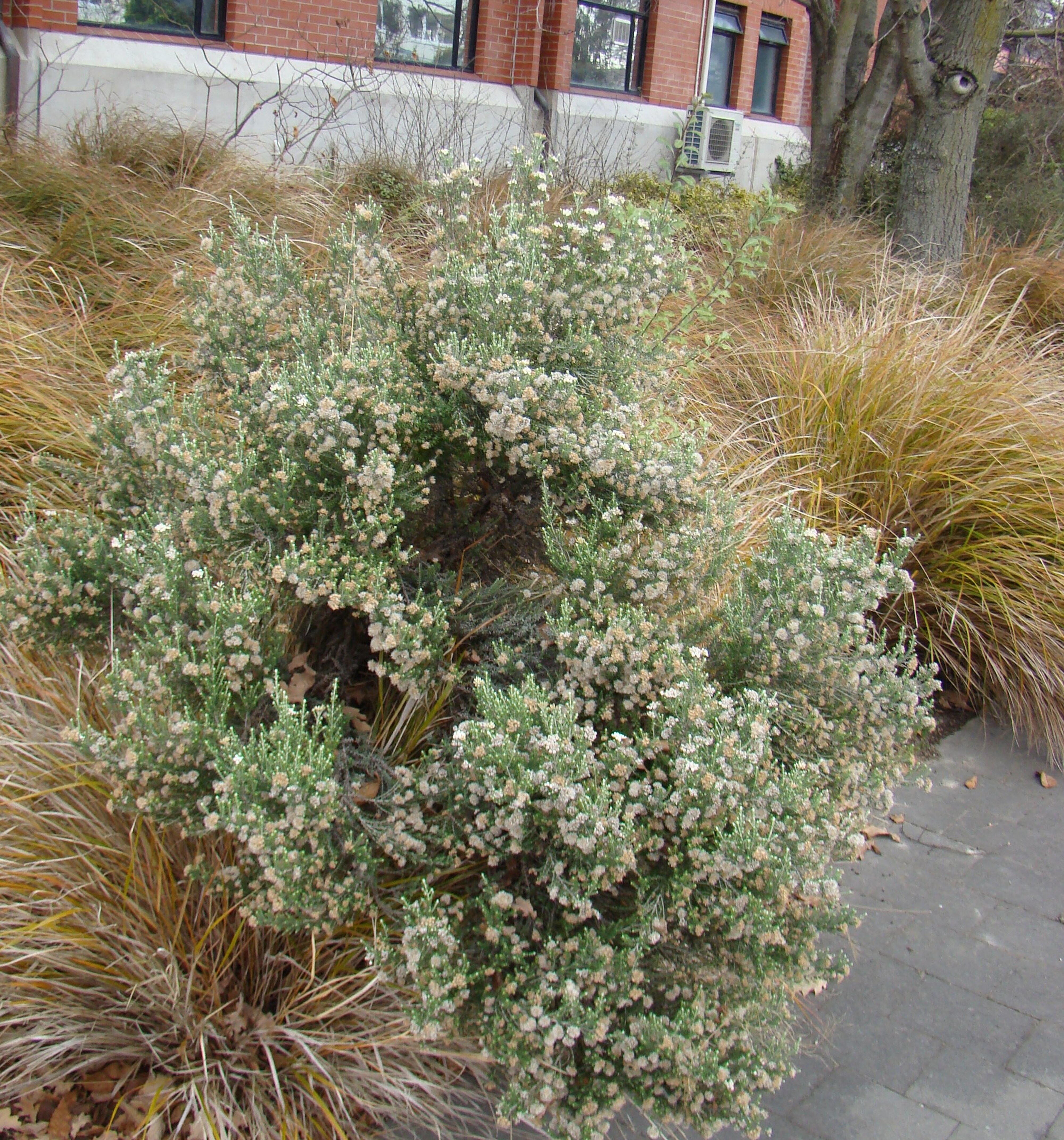 Ozothamnus leptophyllus 5