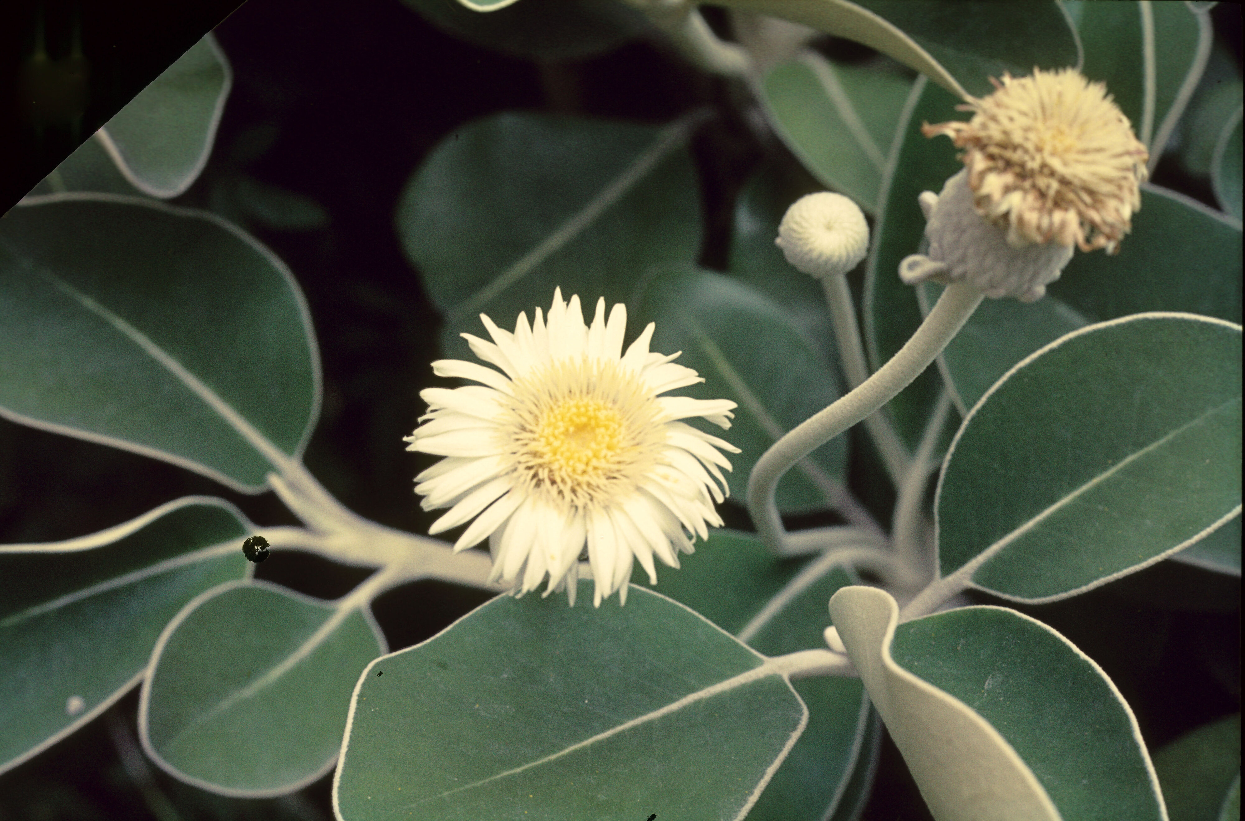 Pachystegia insignis 2