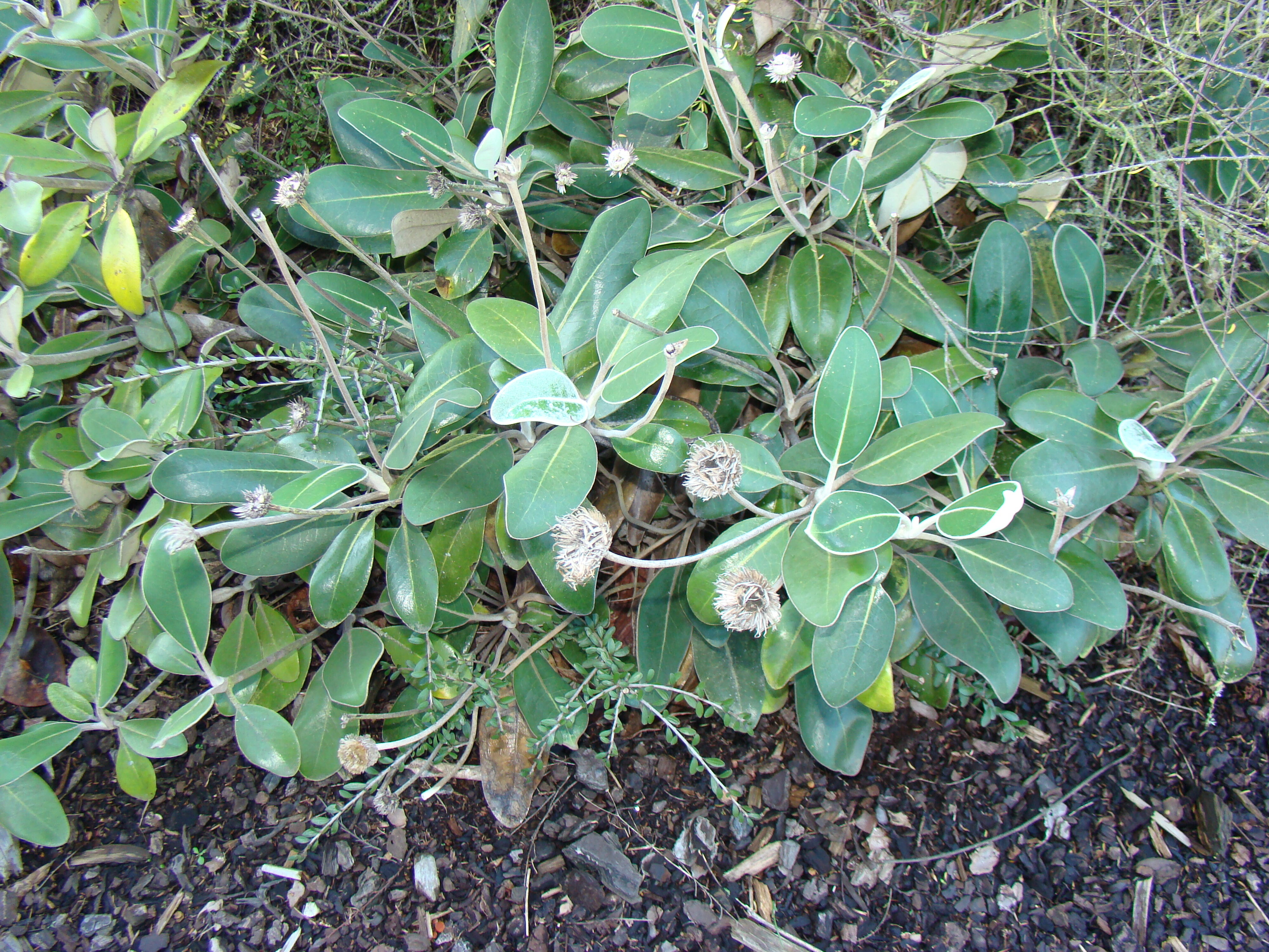 Pachystegia insignis 3