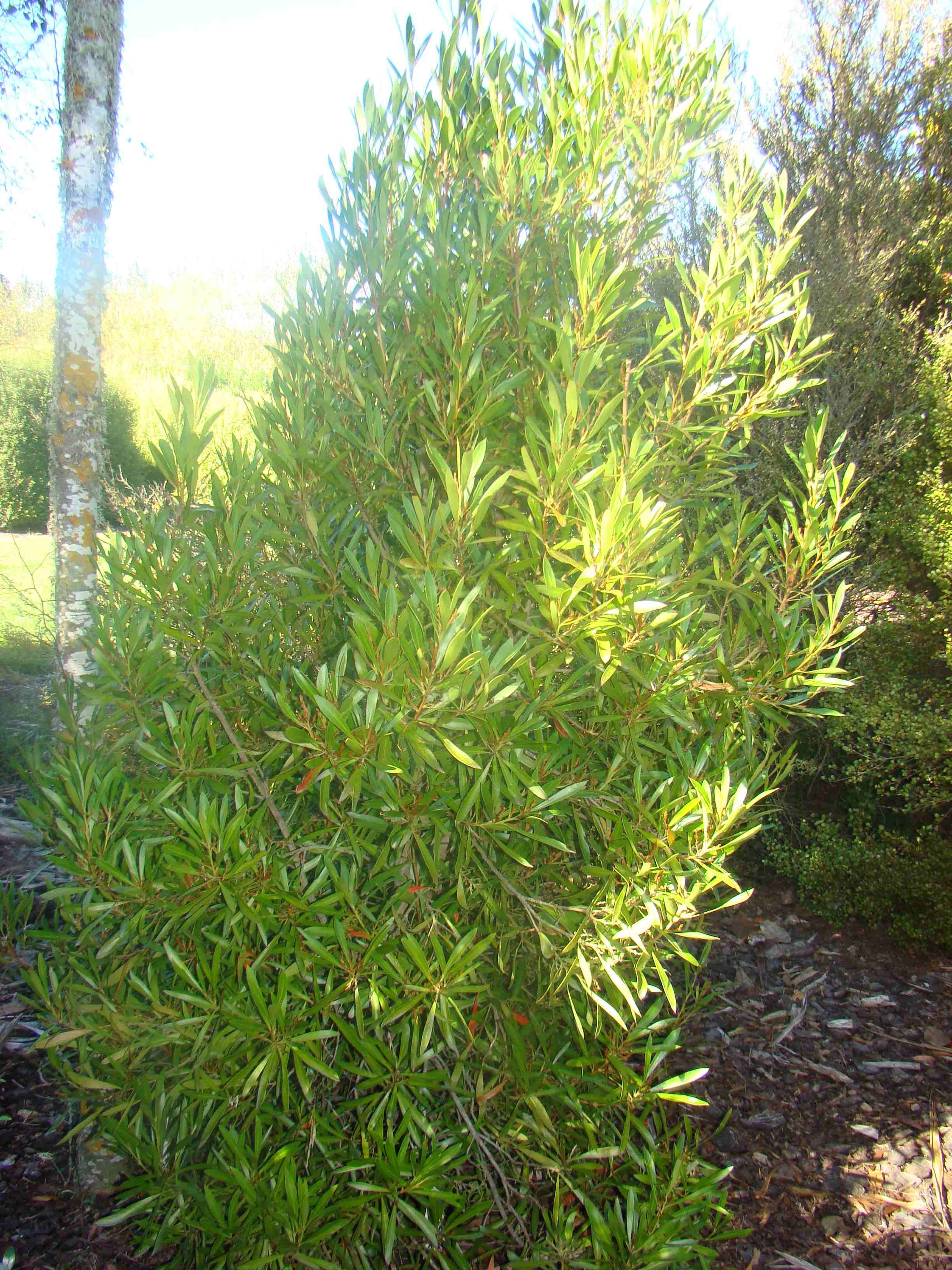 Persoonia toru
