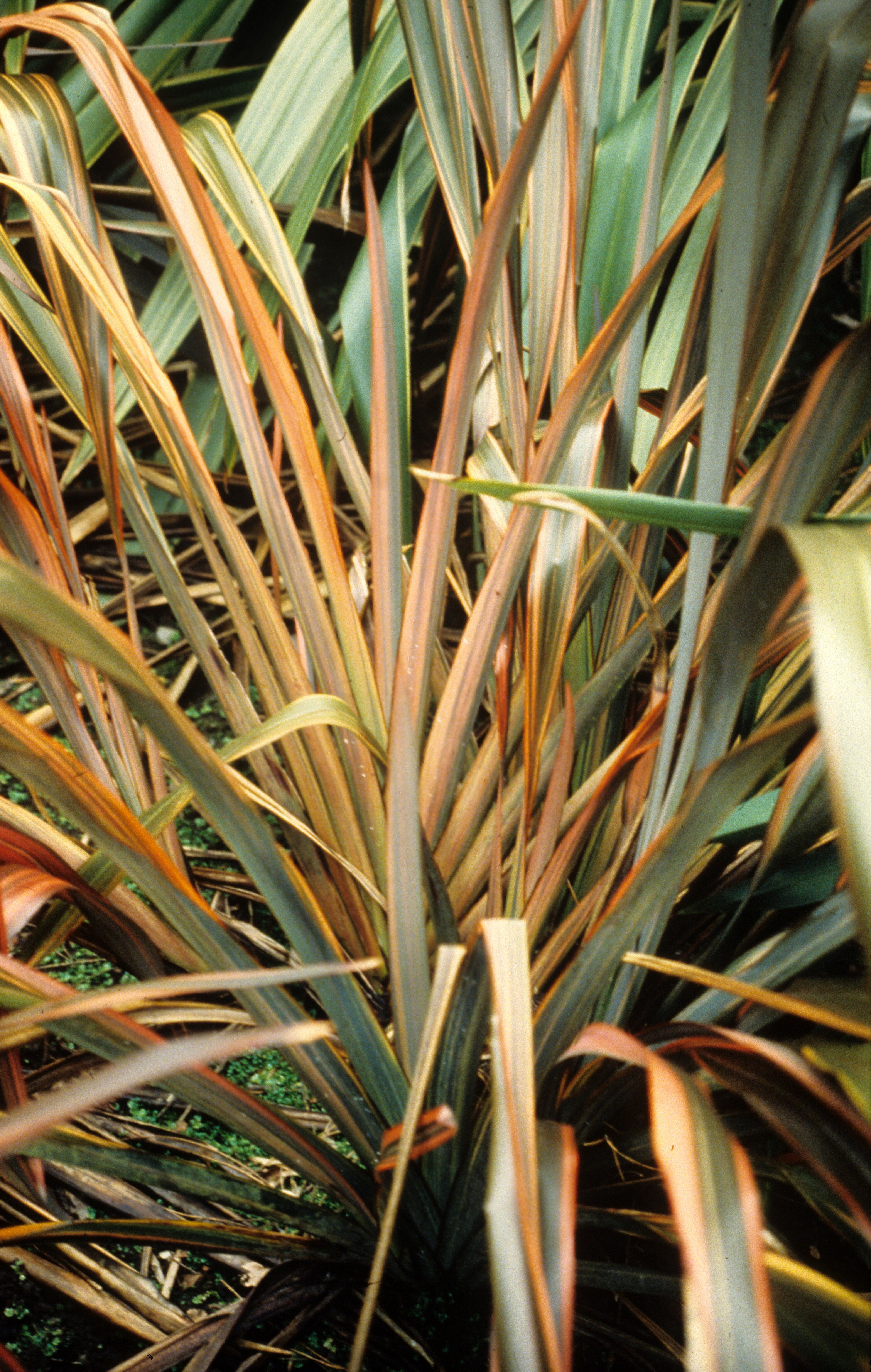 Phormium Aurora