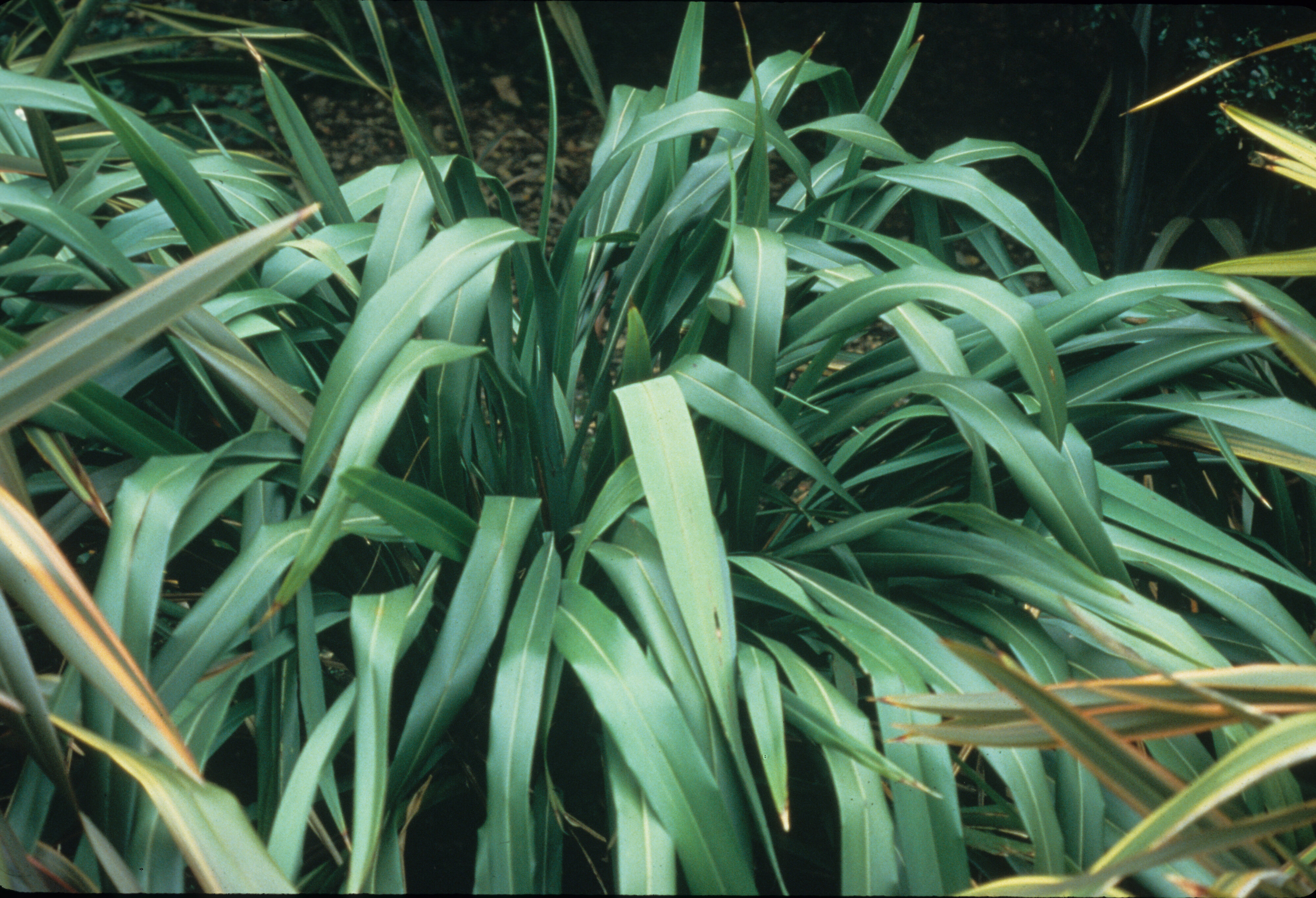 Phormium cookianum Greenfingers