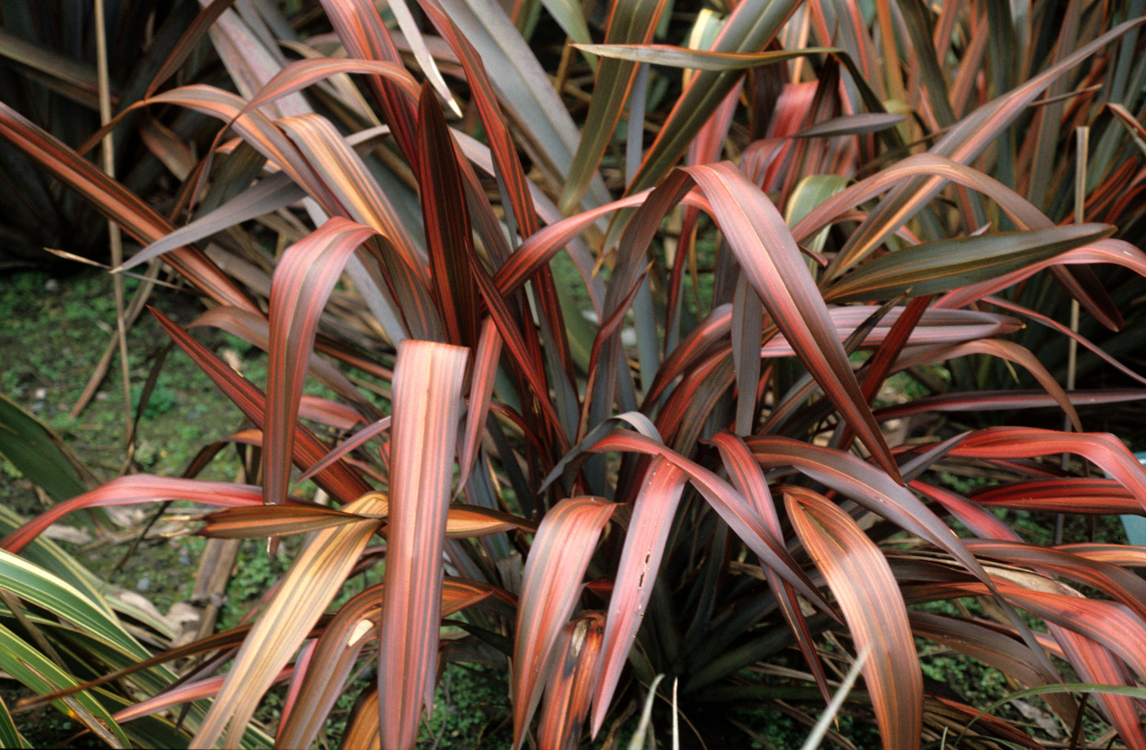 Phormium Dazzler