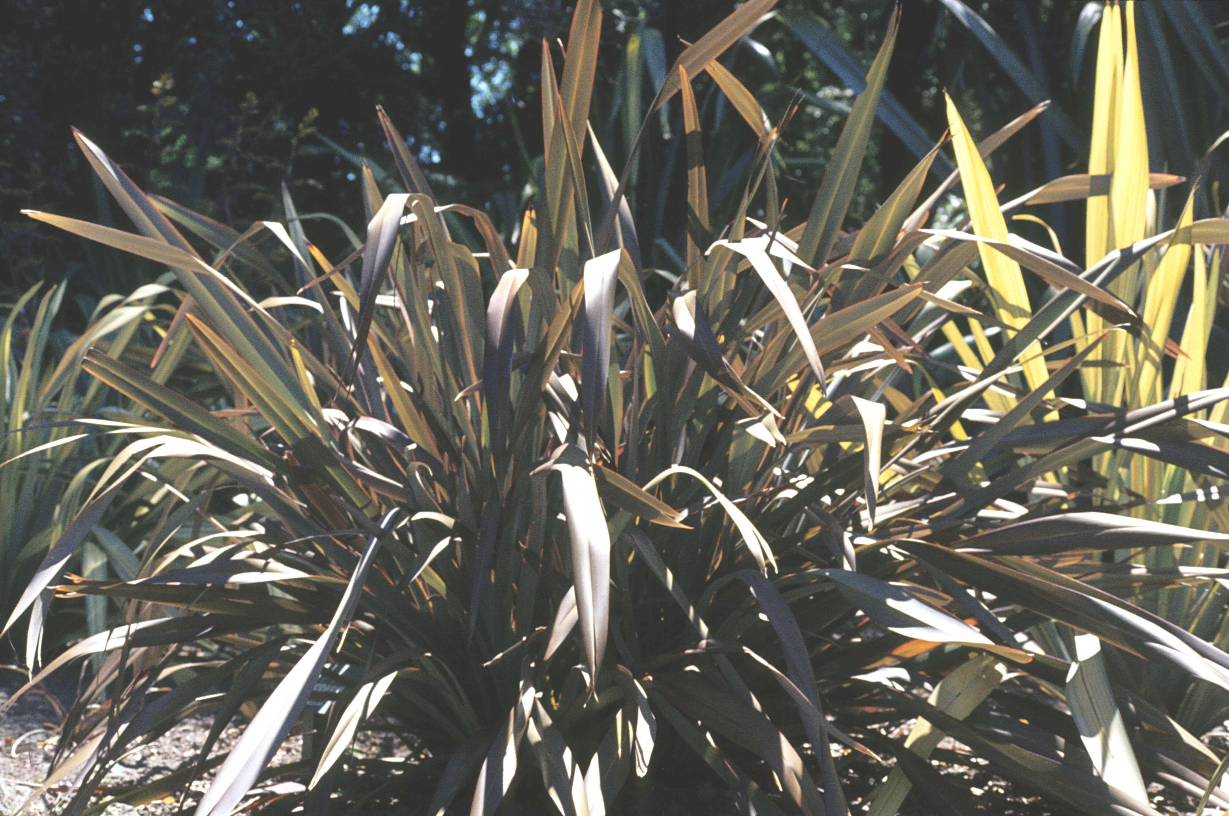Phormium Purpureum