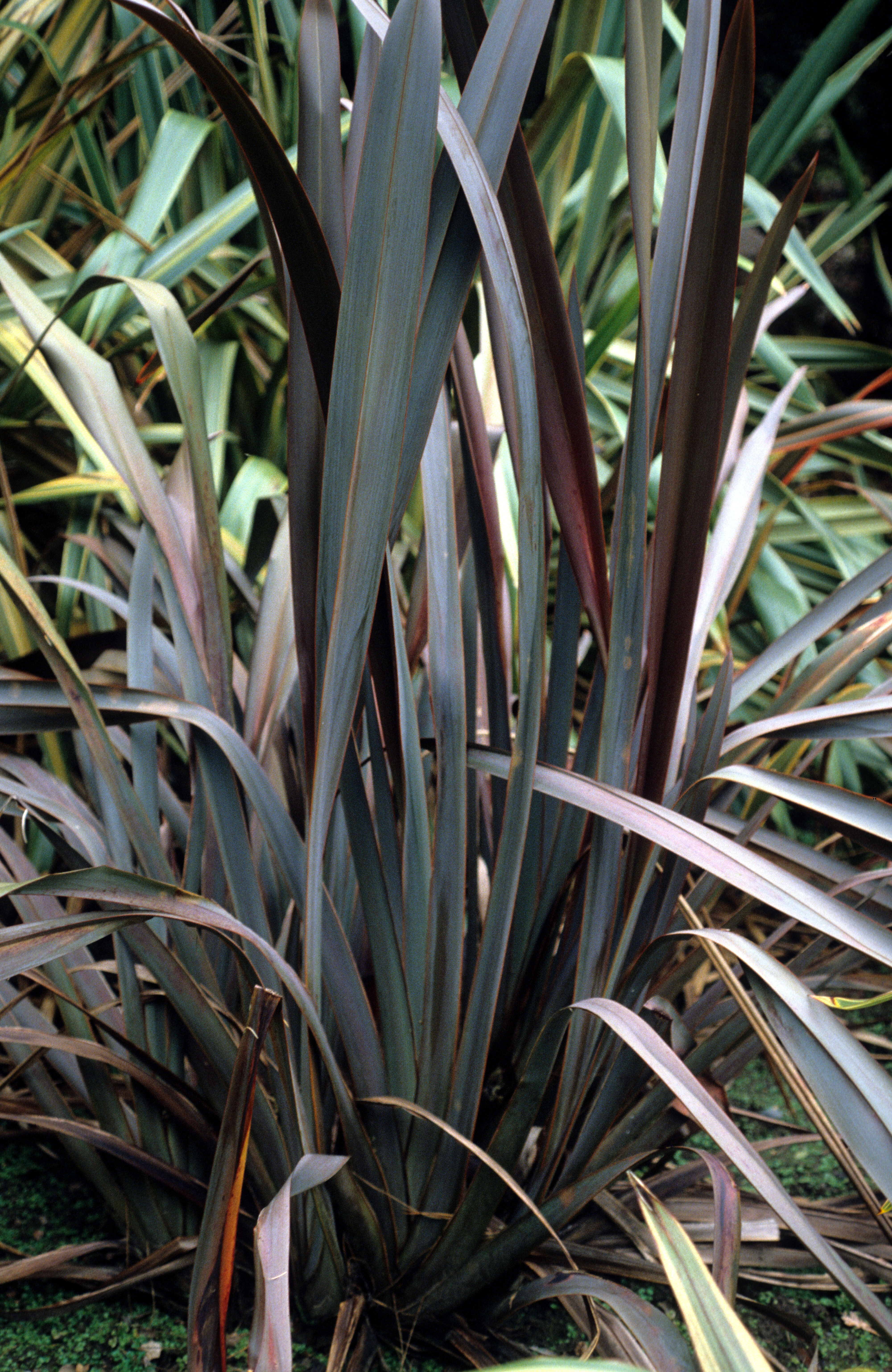 Phormium Rubrum