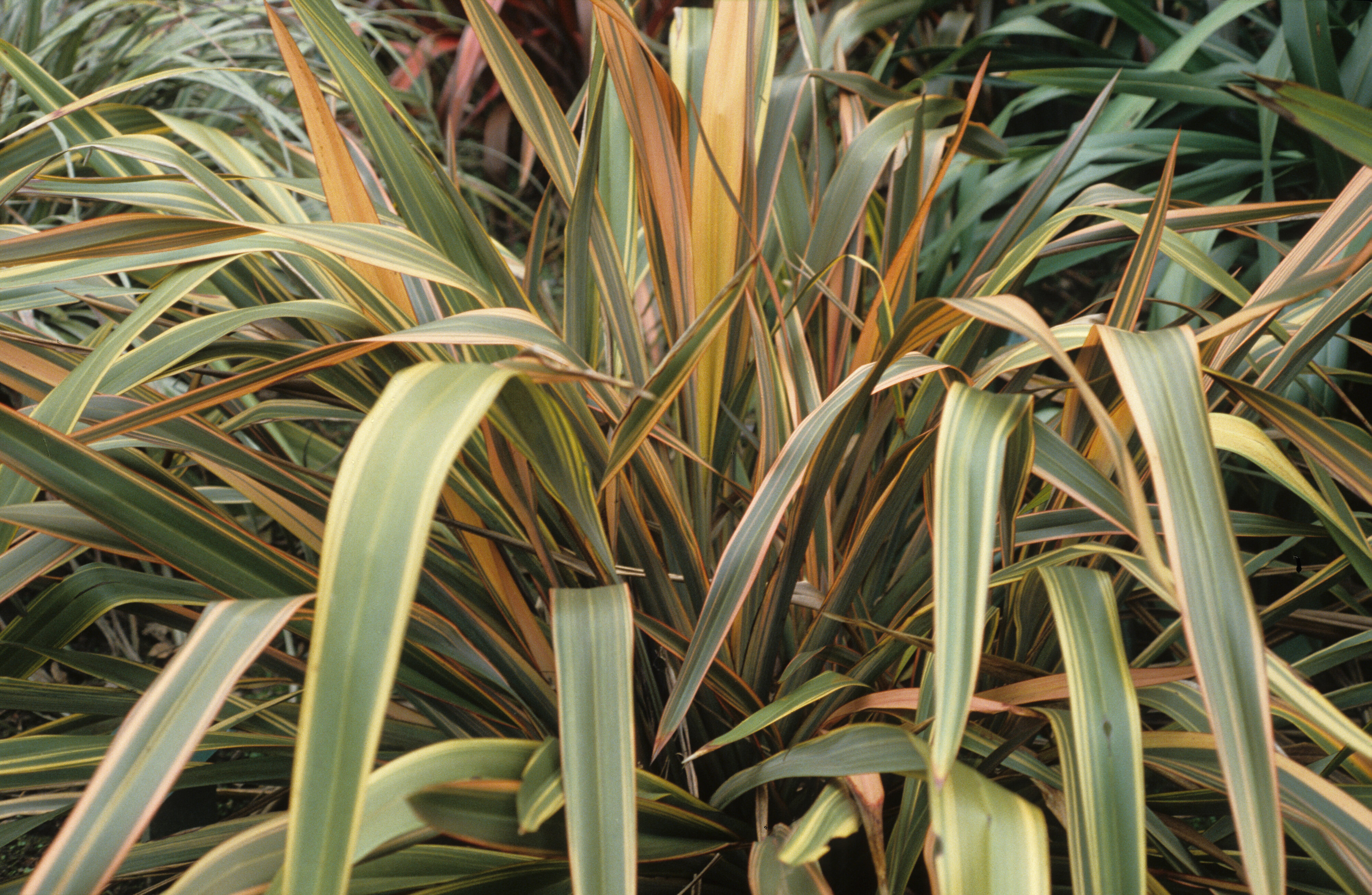 Phormium Smiling Morn