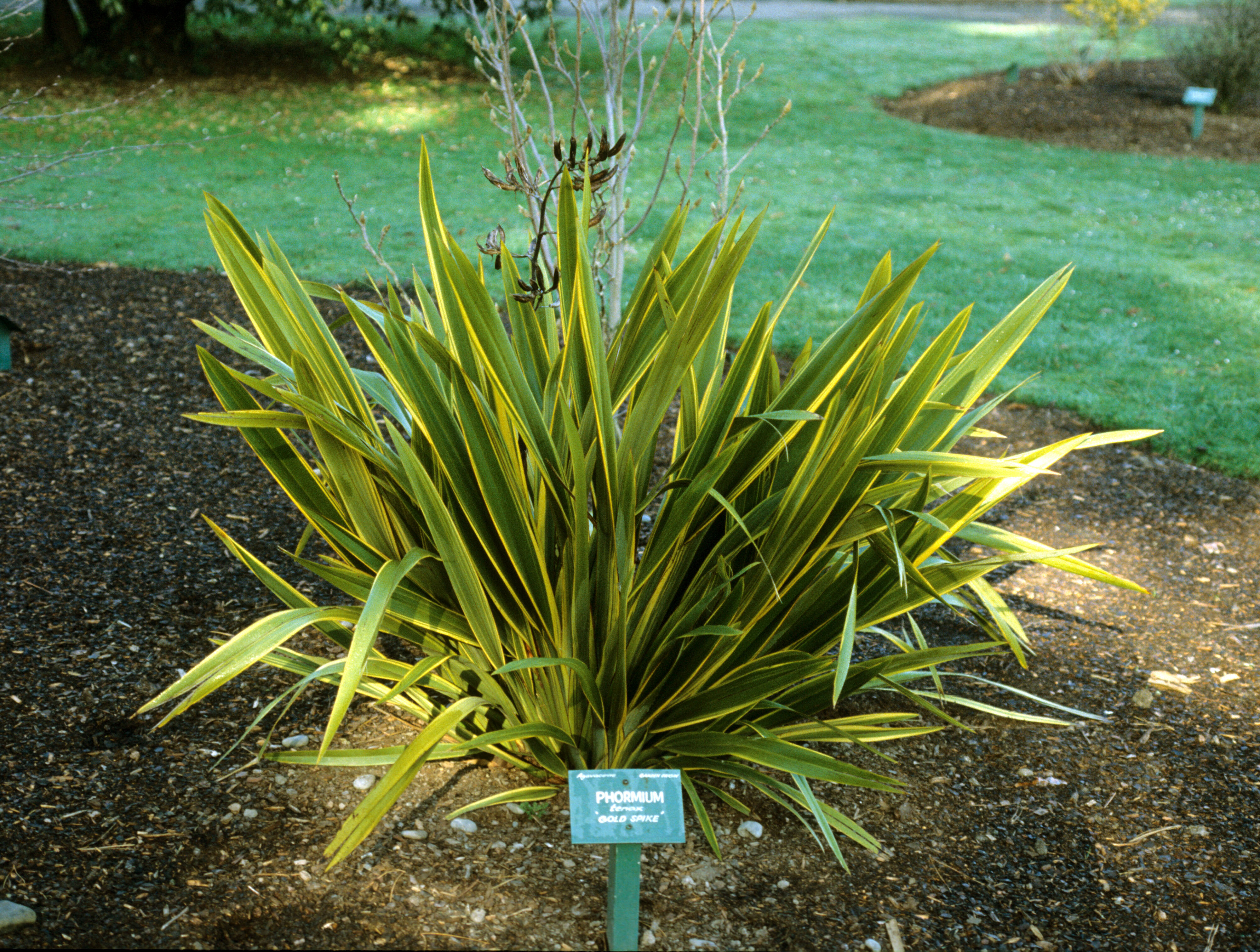 Phormium tenax  Gold Spike