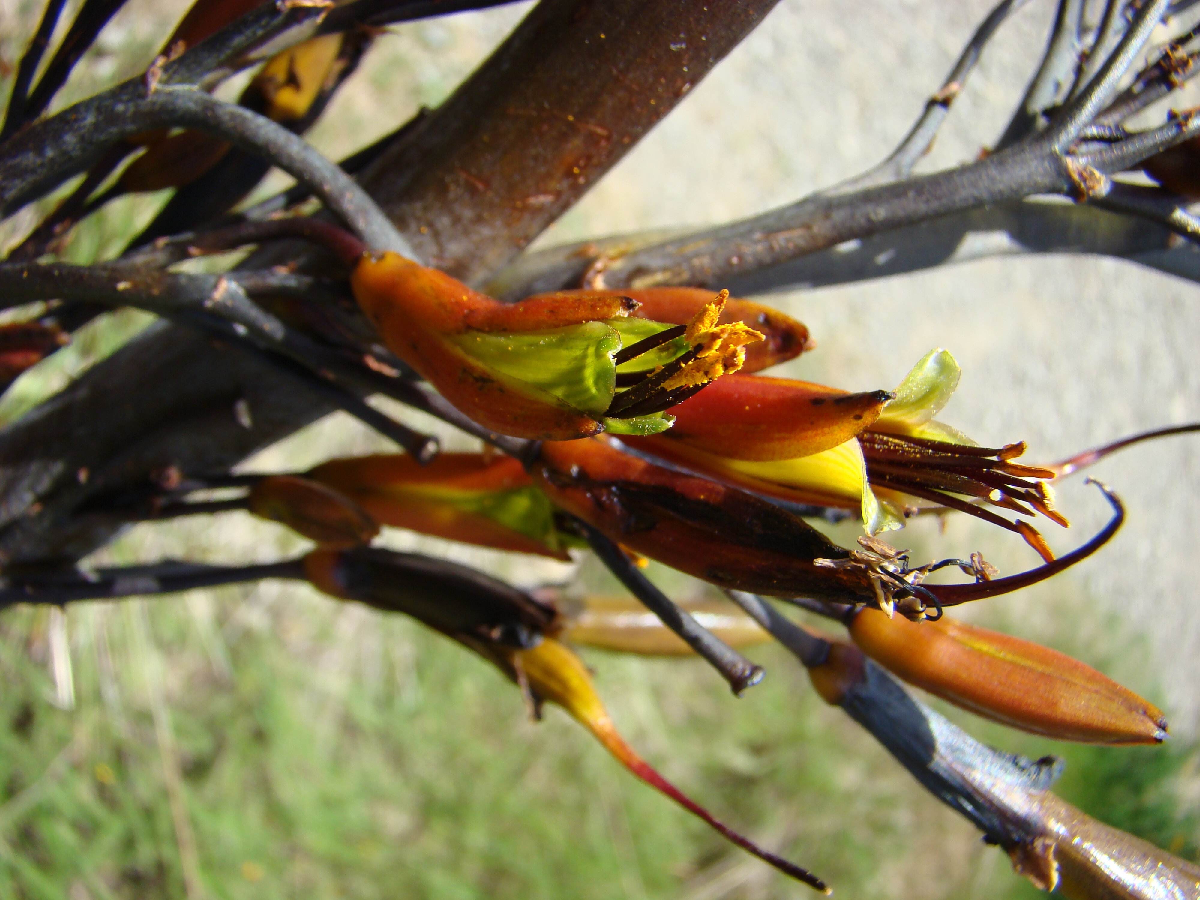 Phormium tenax flowers