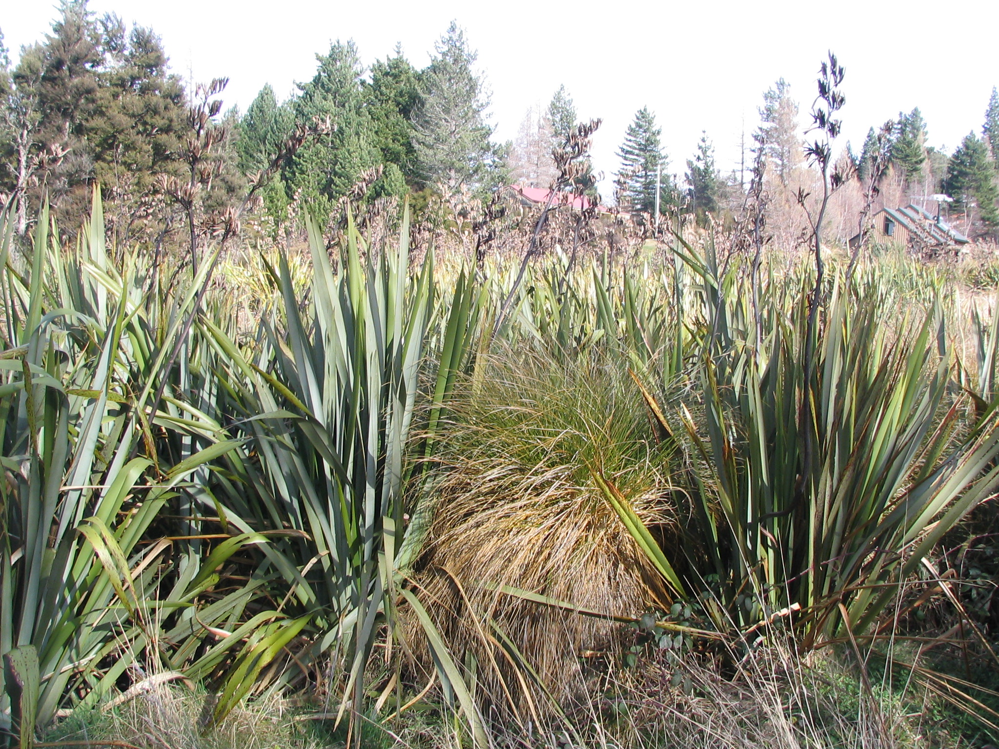 Phormium tenax Hanmer