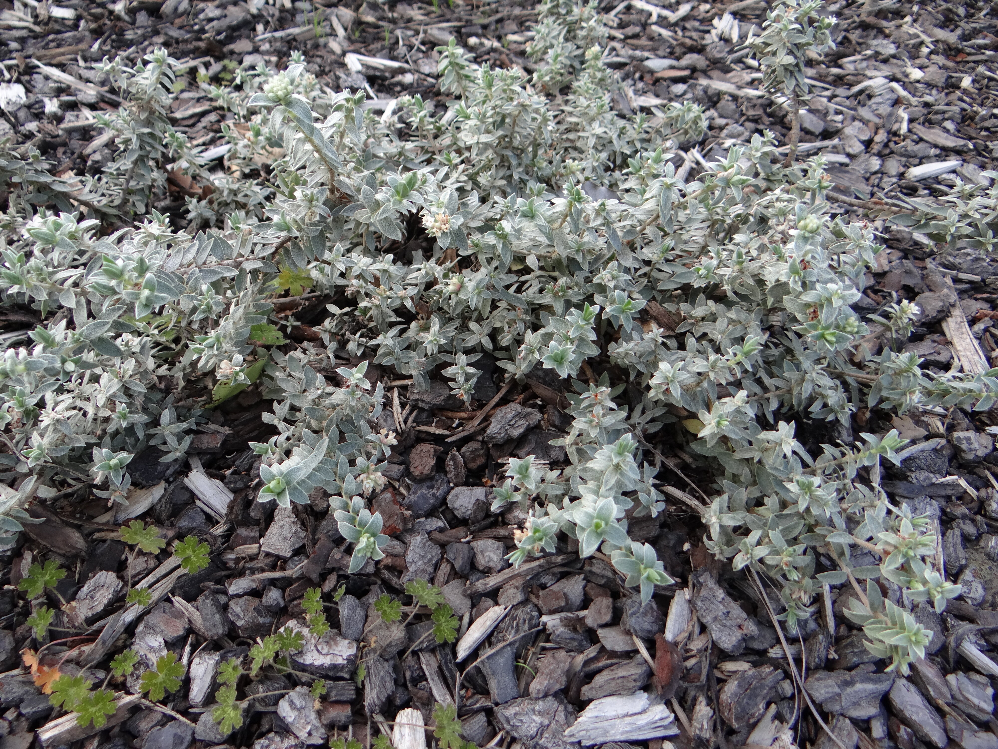 Pimelea Quicksilver &amp; Geranium microphyllum Discolor