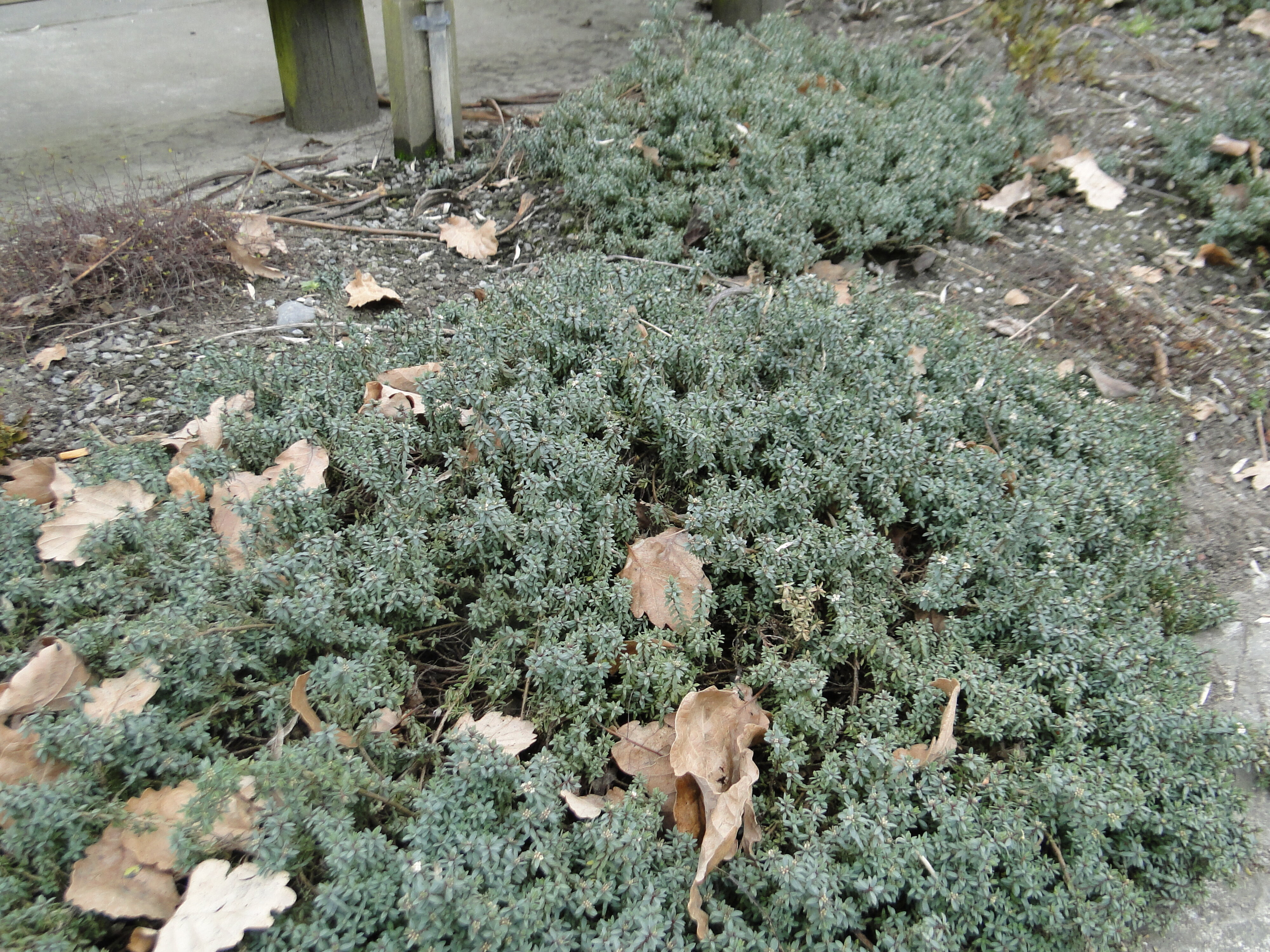 Pimelia prostrata 2