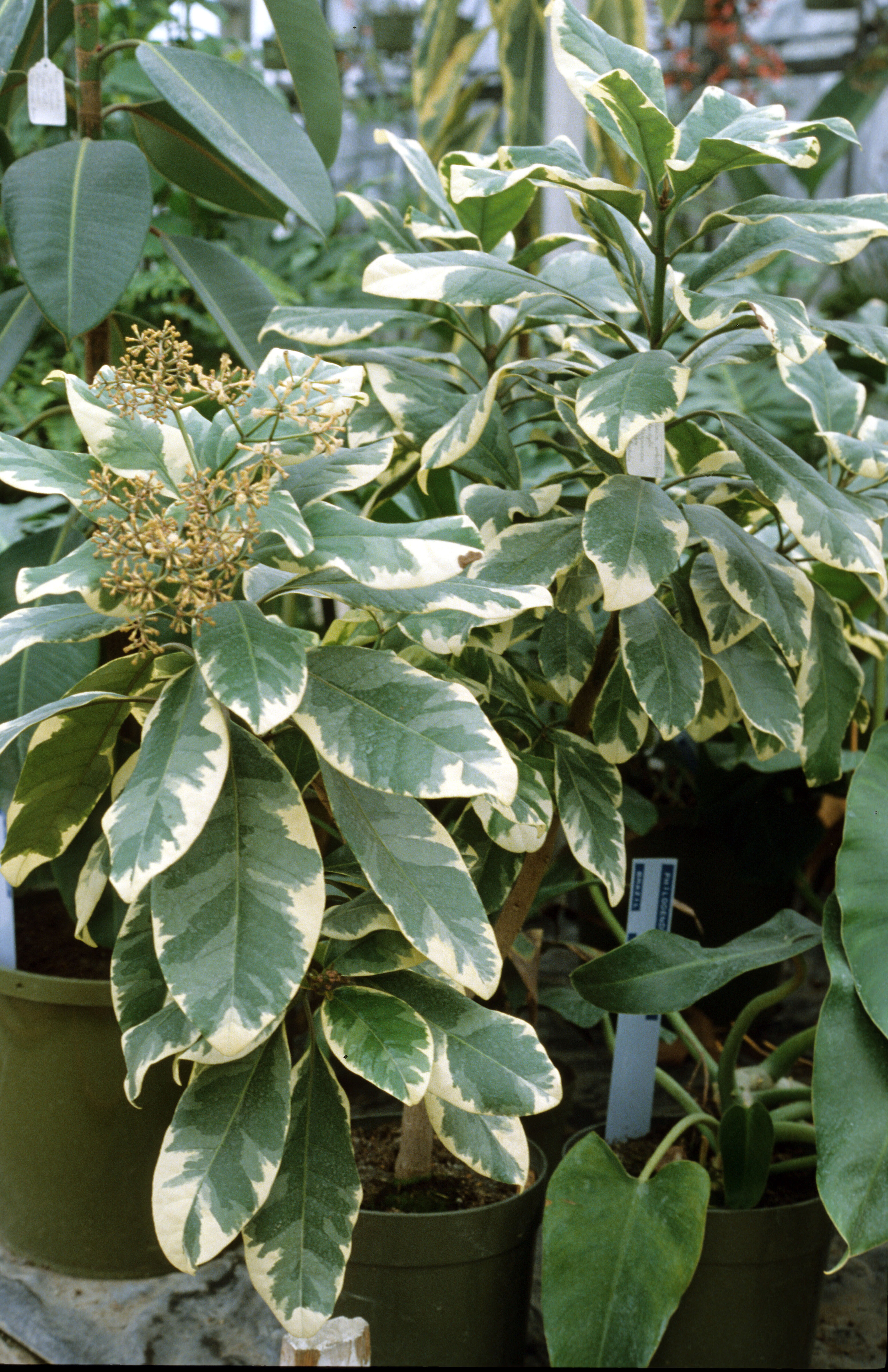 Pisonia brunoniana Variegata