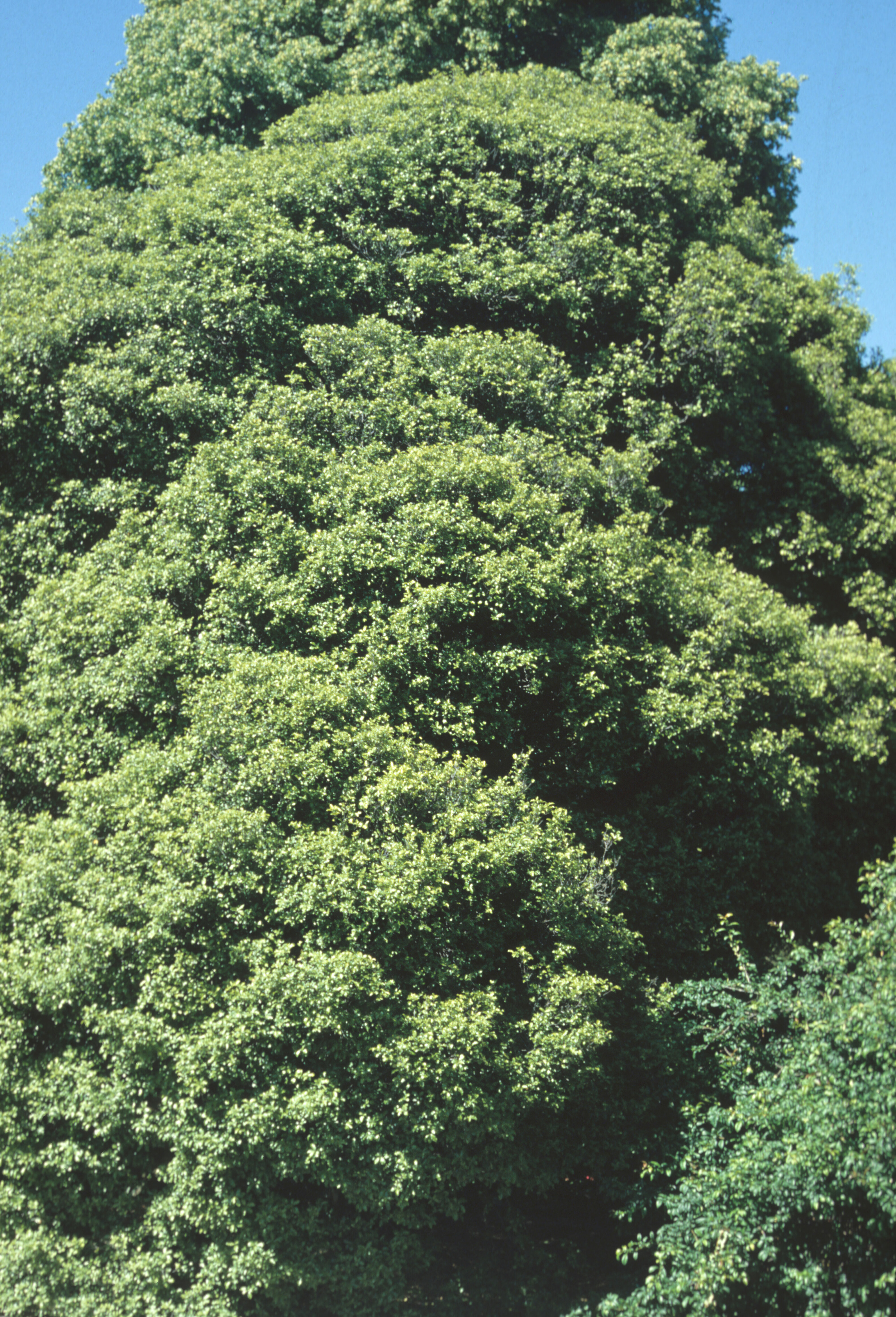 Pittosporum tenuifolium 1