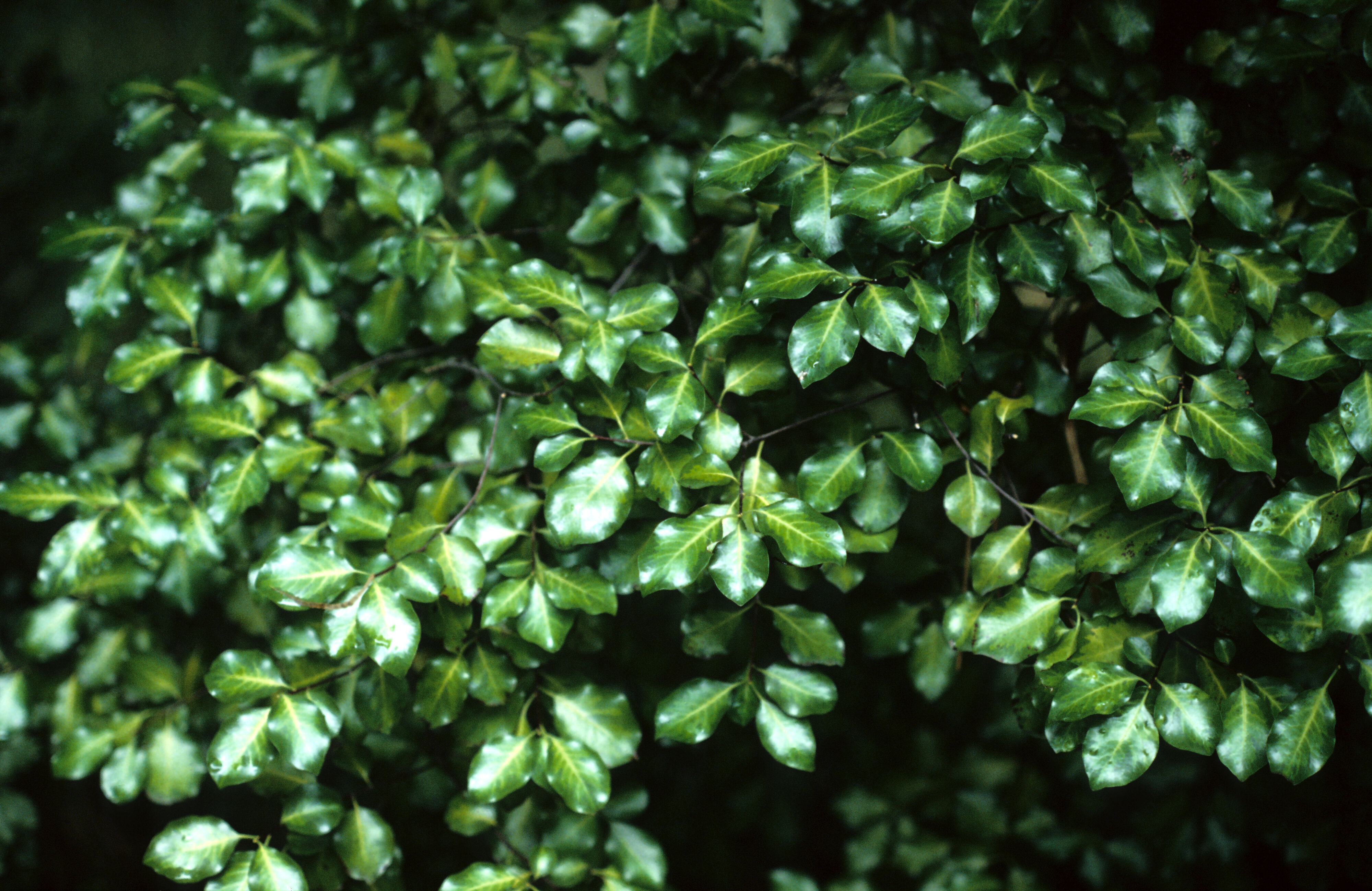 Pittosporum tenuifolium Eila Keightley