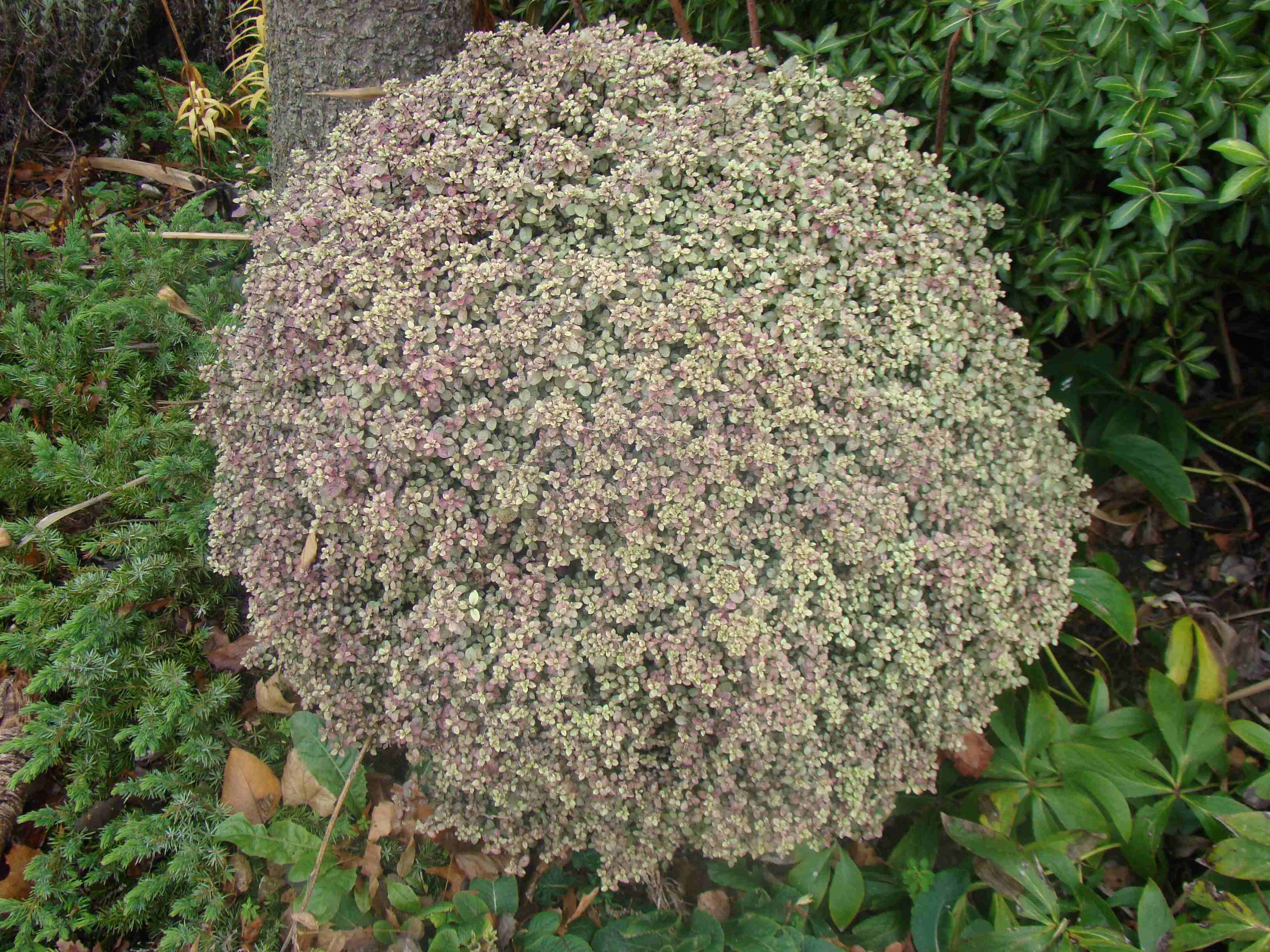 Pittosporum tenuifolium Golf Ball
